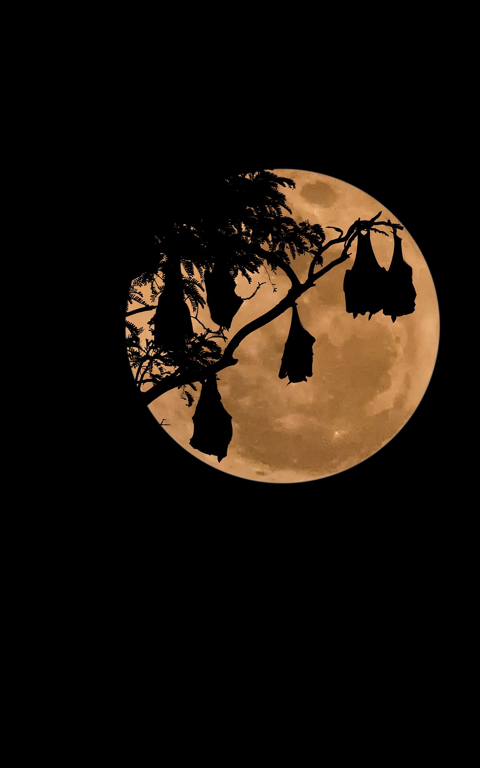 Bats hanging from a tree in front of the Moon HD Wallpaper