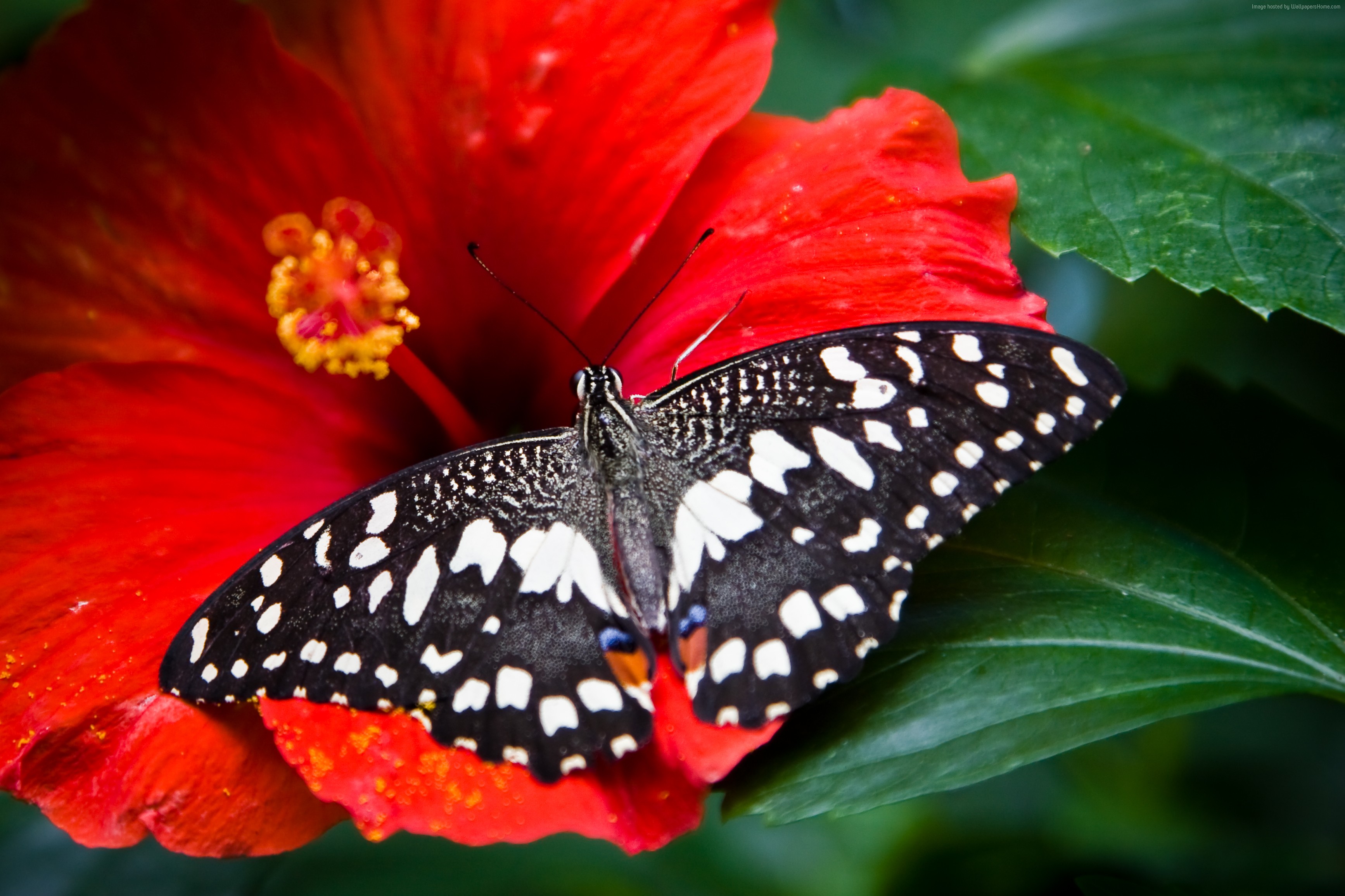 Black and white butterfly on a red hibiscus flower HD Wallpaper