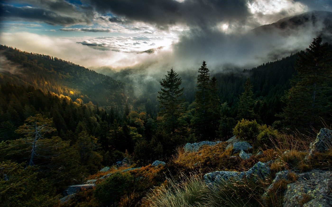 Misty mountain forest with sunlight breaking through clouds HD Wallpaper