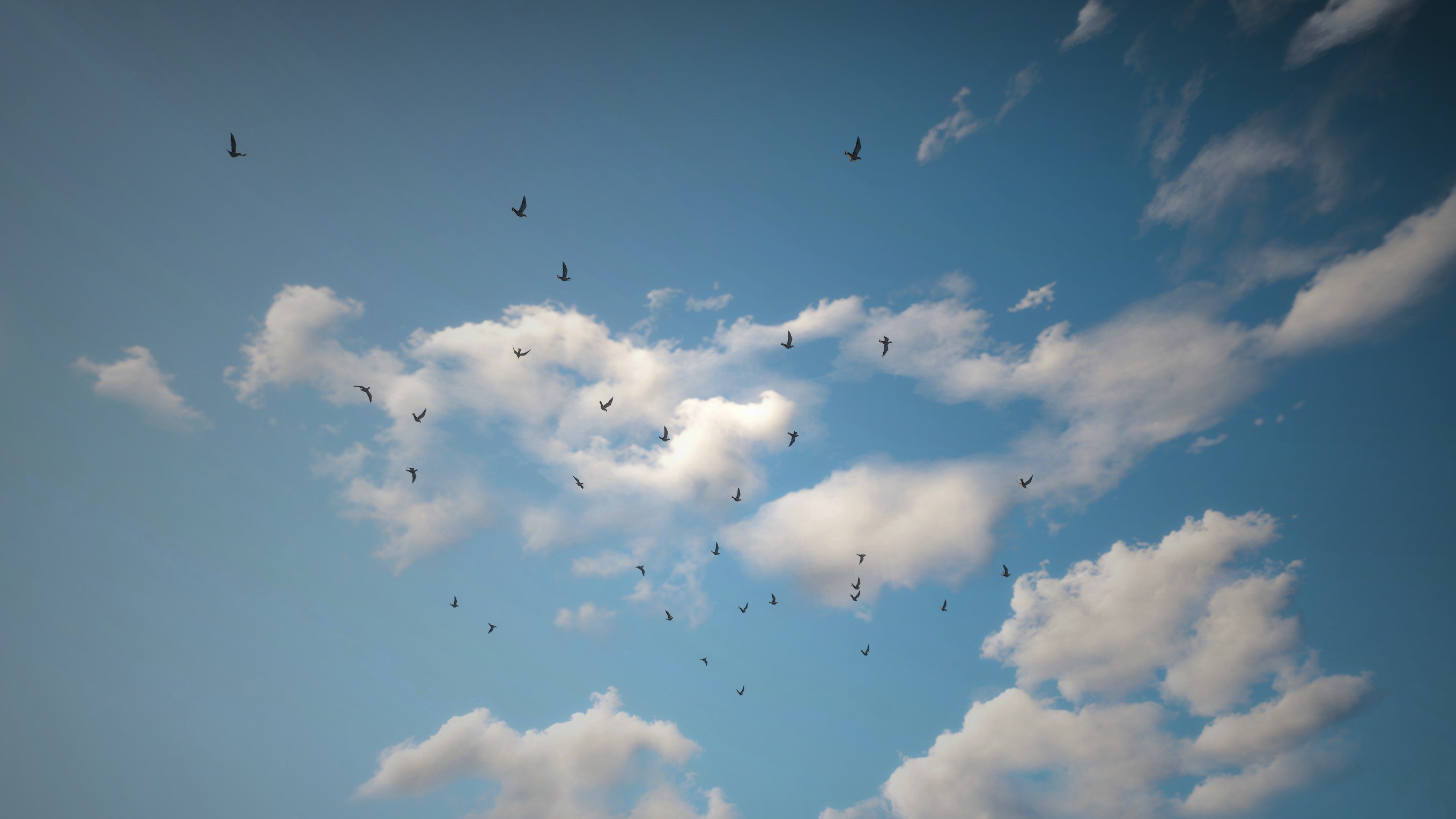 Flock of birds flying in a blue sky with clouds HD Wallpaper