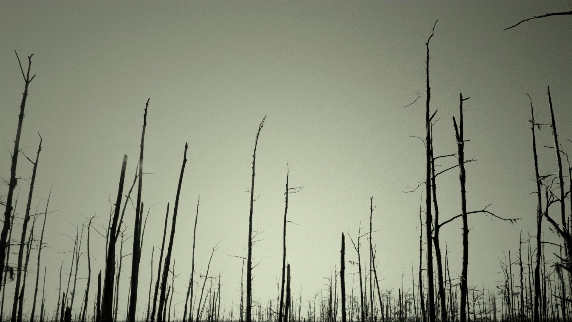 Dead trees against a pale sky HD Wallpaper