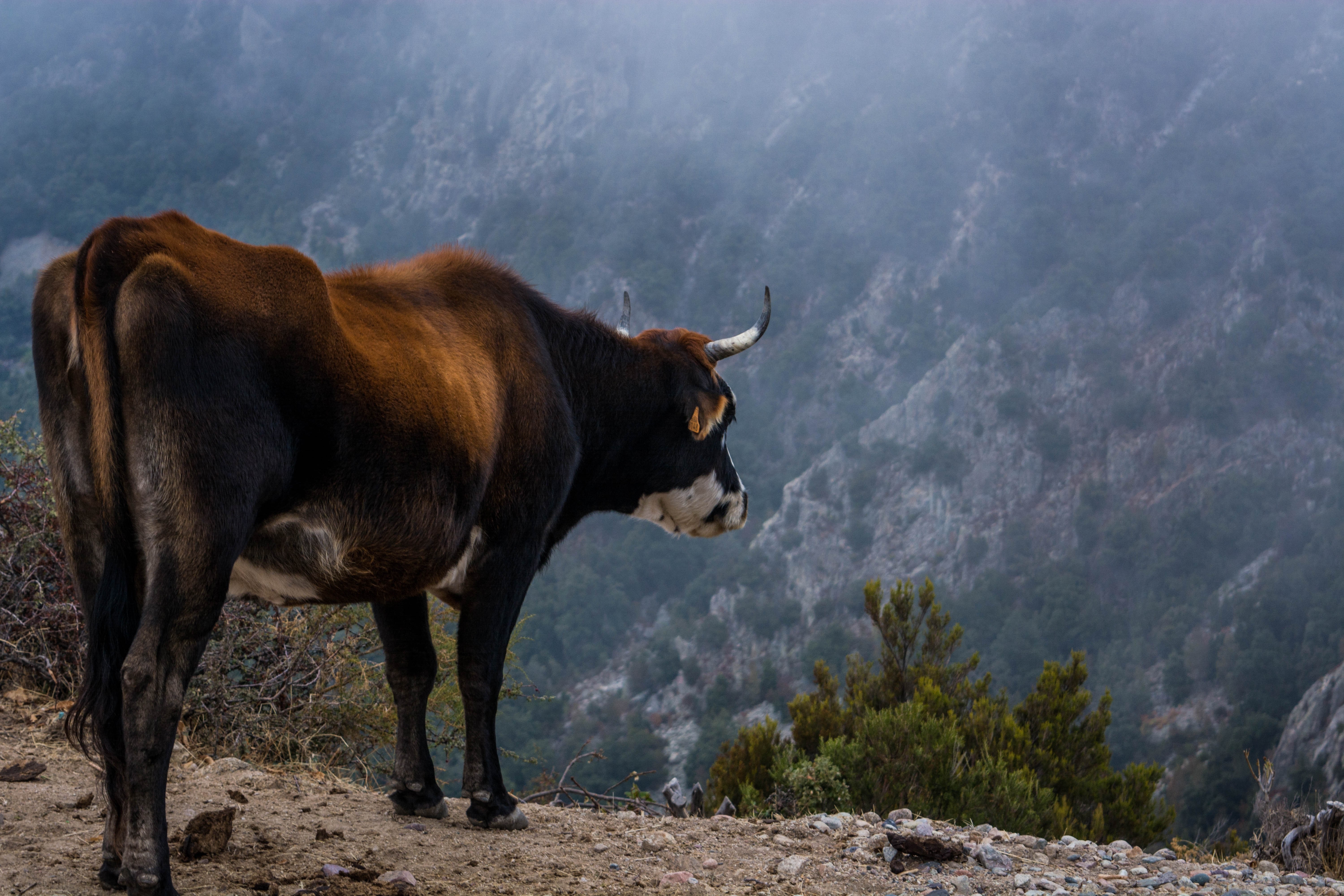 Cow standing on a mountain overlooking a misty valley HD Wallpaper
