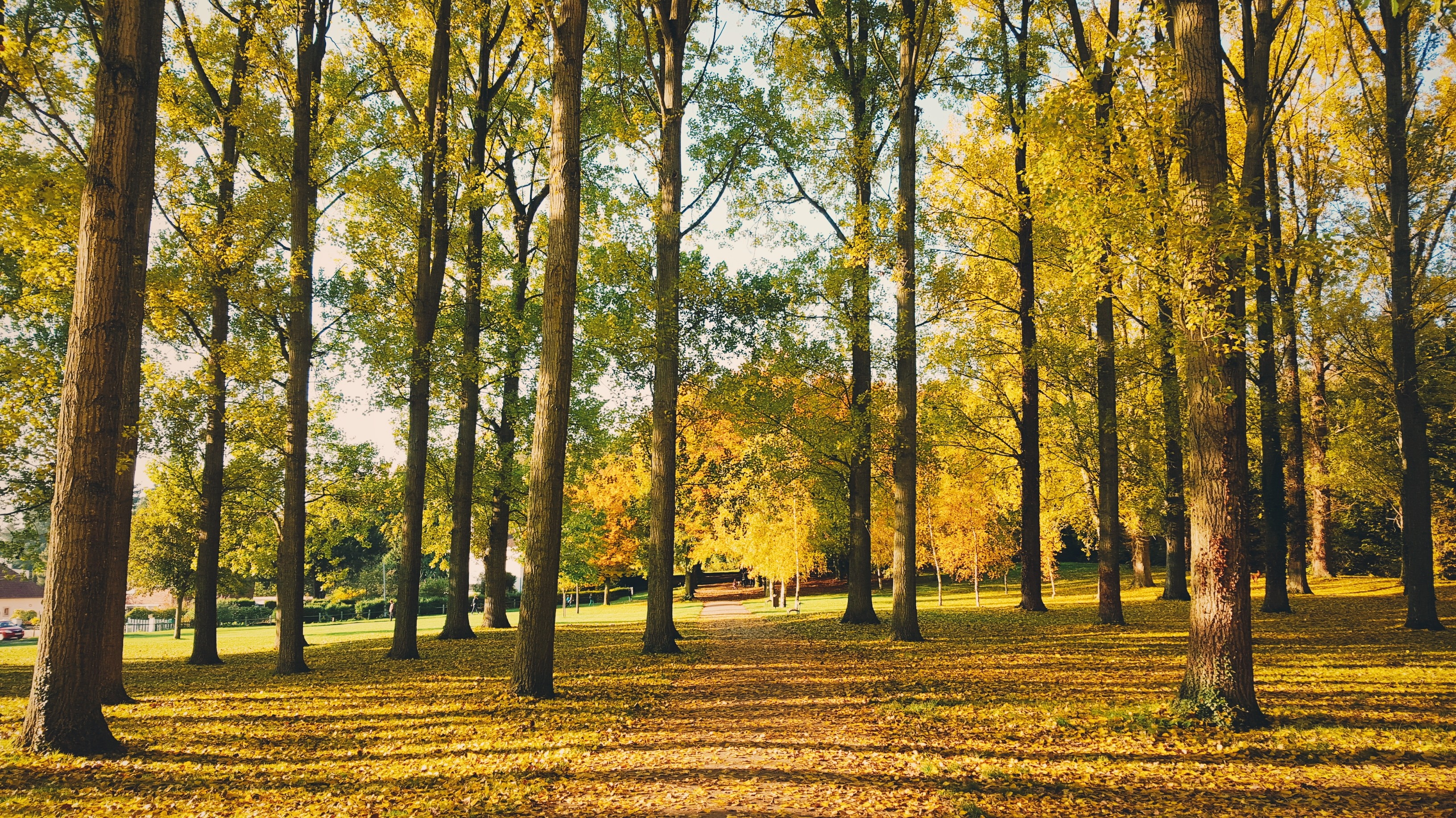 Autumn forest path with sunlight filtering through trees HD Wallpaper