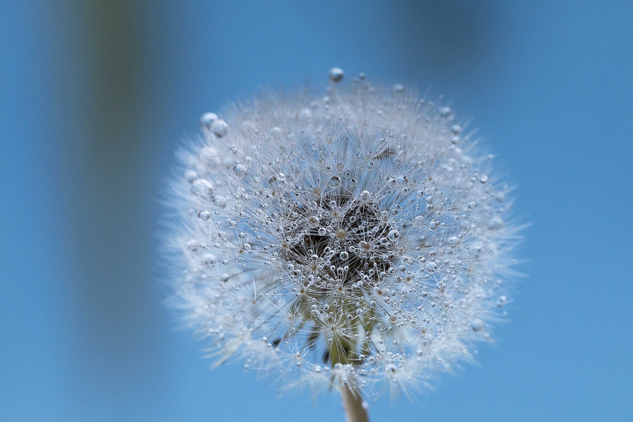 Dandelion with water droplets on blue background HD Wallpaper