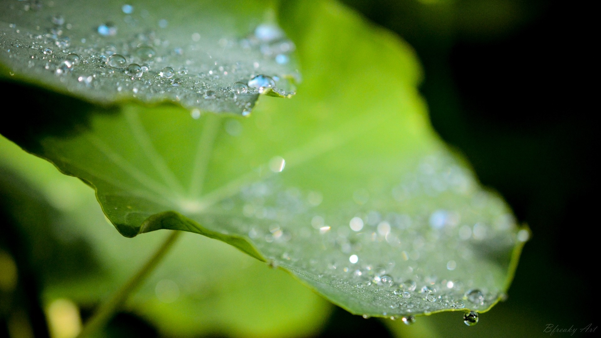 Close-up of water drops on green leaves HD Wallpaper