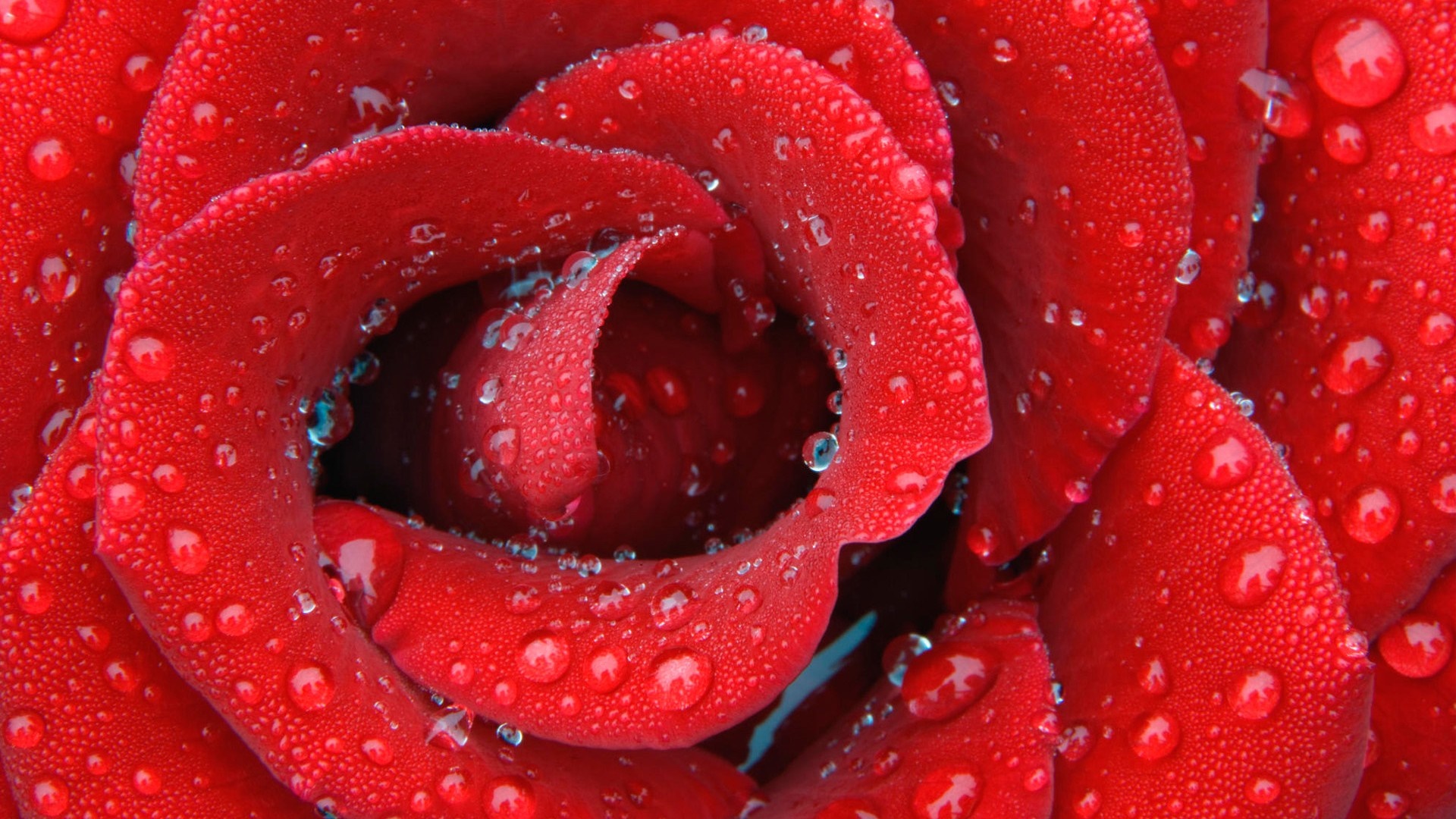Close up of a red rose with water droplets HD Wallpaper