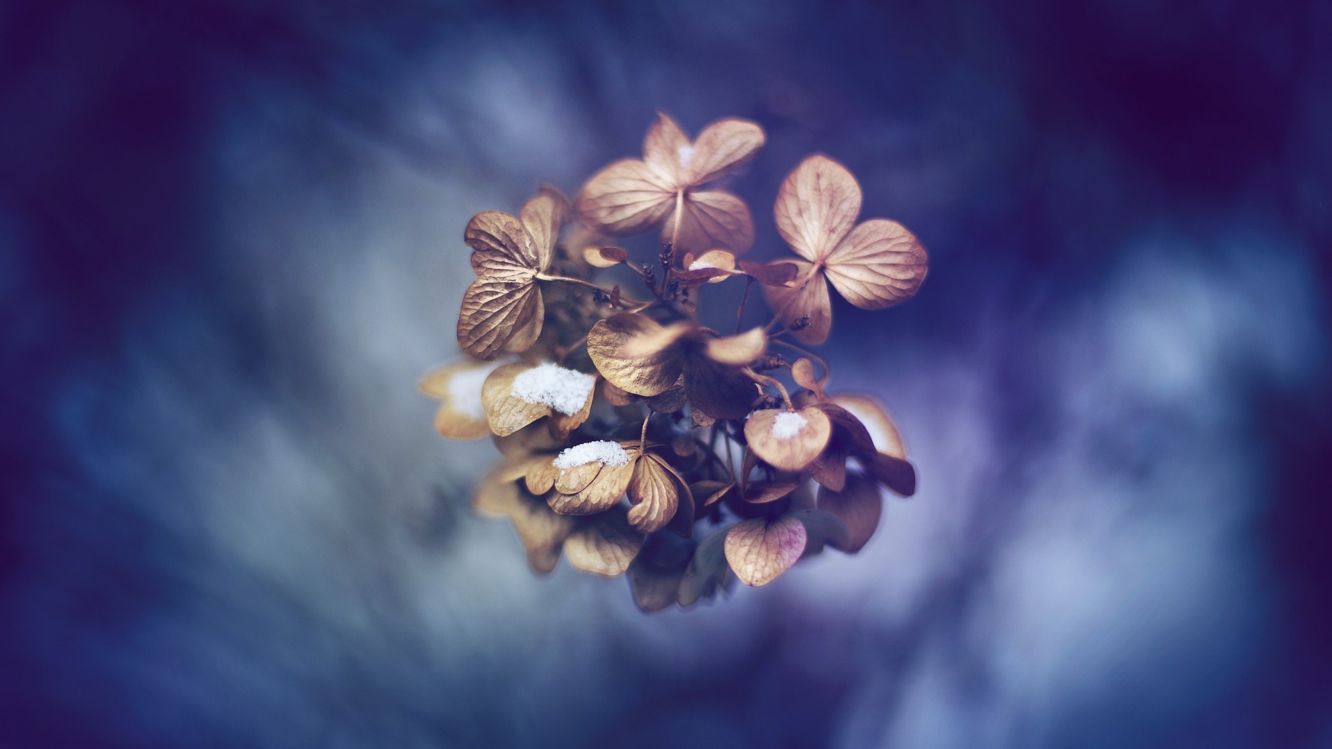 Dried hydrangea flowers with snow HD Wallpaper