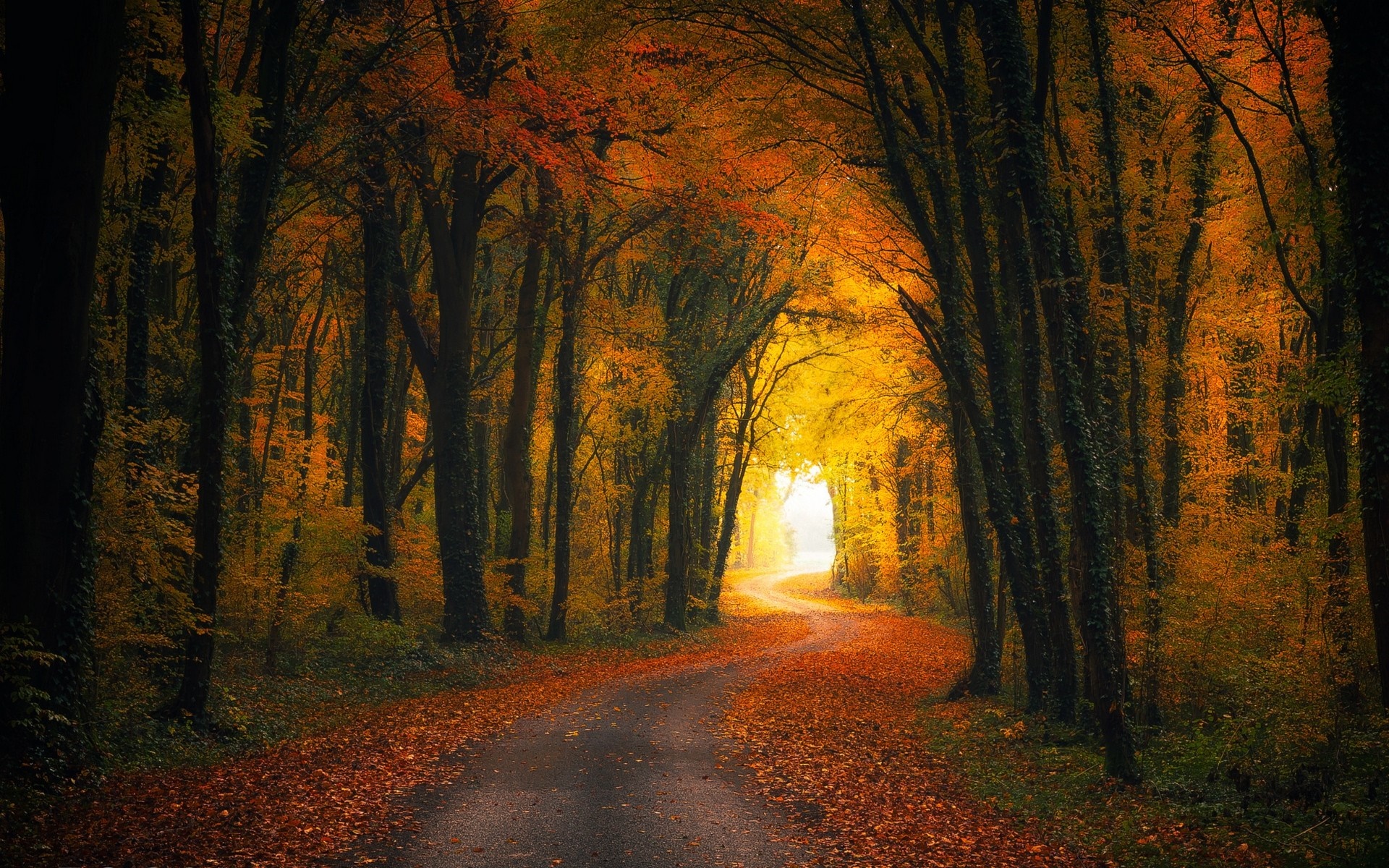 Autumn forest road with fallen leaves and sunlight HD Wallpaper
