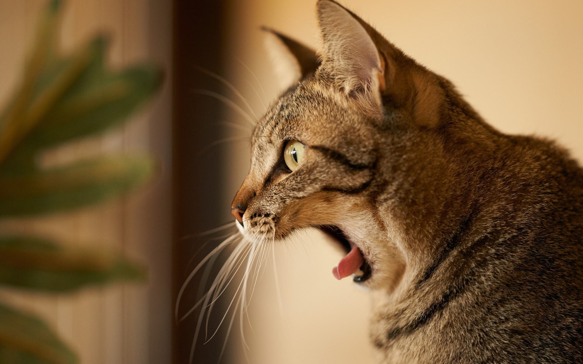 Tabby cat yawning with green eyes HD Wallpaper