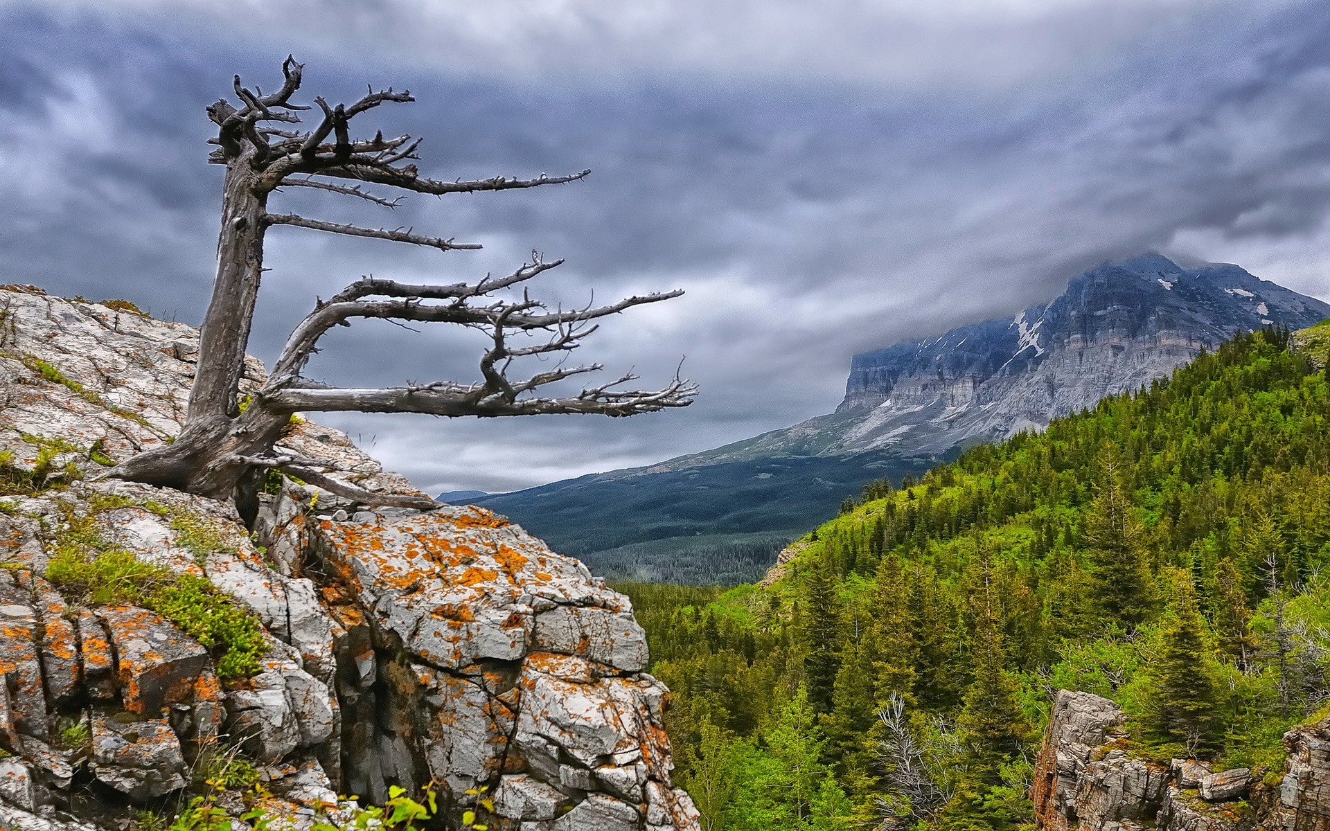 Dead tree on a rocky cliff overlooking a mountain valley HD Wallpaper