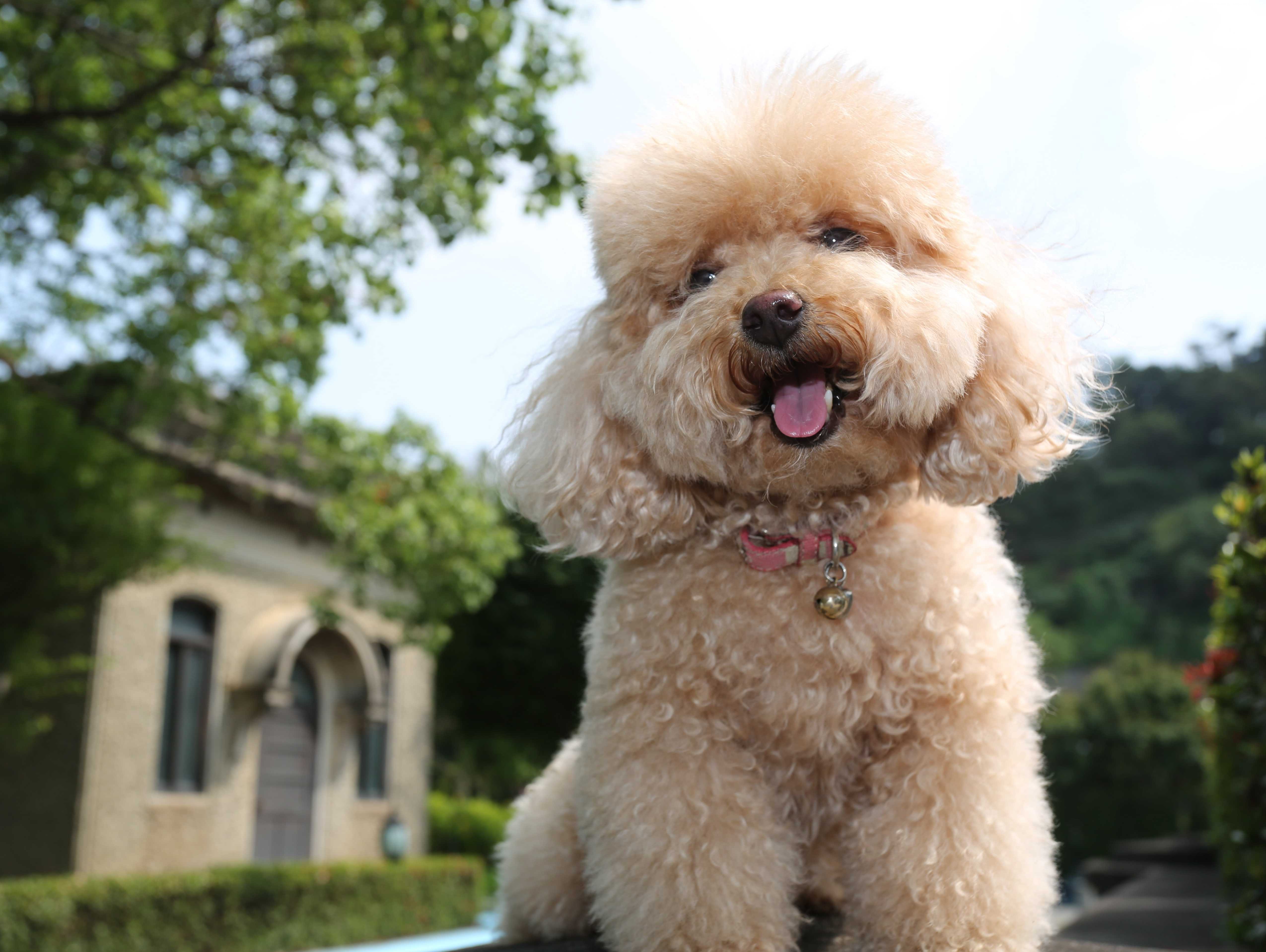A happy Toy Poodle dog sitting outdoors HD Wallpaper