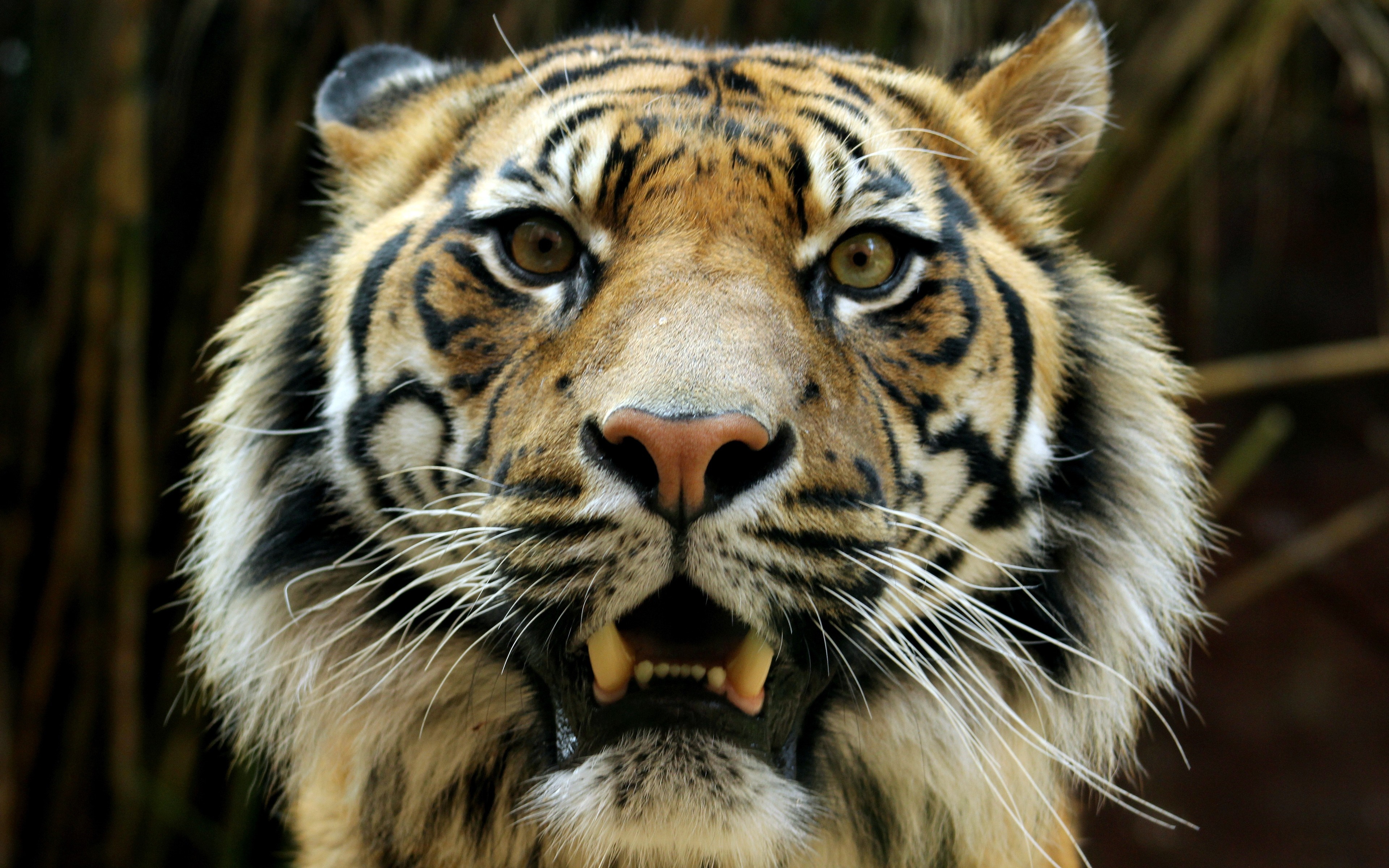 Close up of a tiger's face with mouth open HD Wallpaper