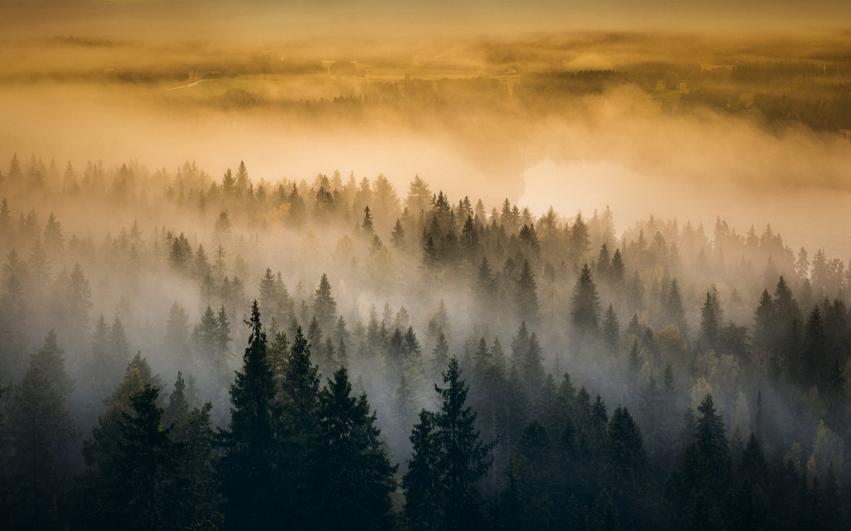 Misty forest landscape at sunrise or sunset HD Wallpaper