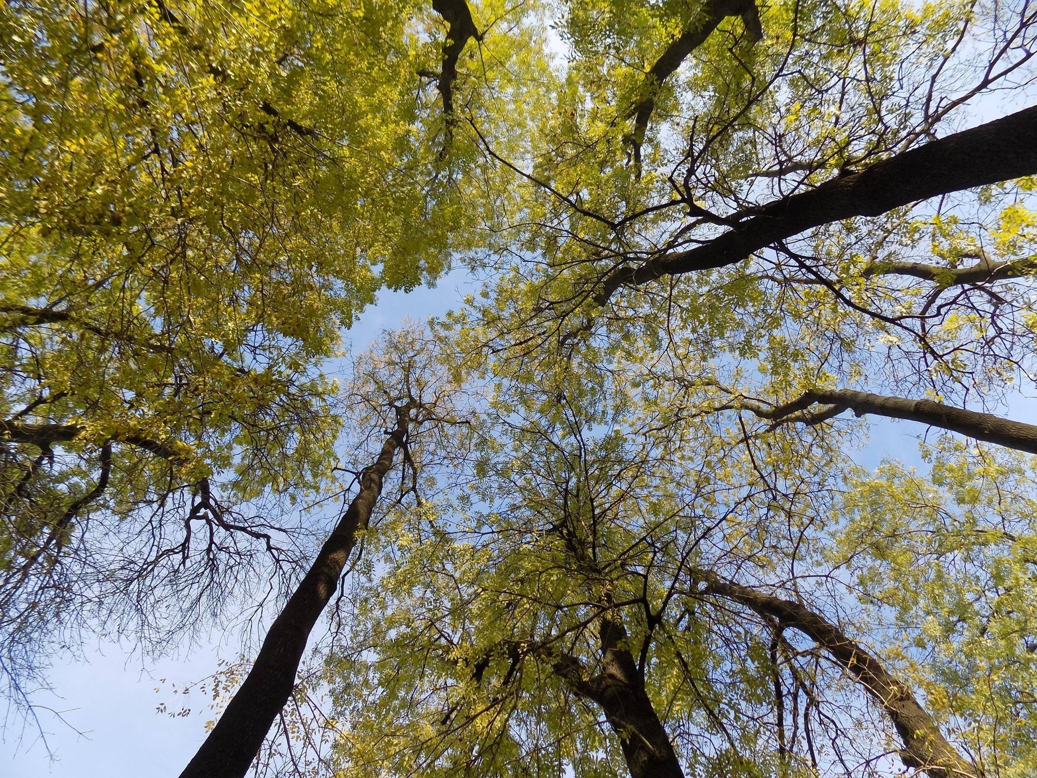 Looking up through trees with green and yellow leaves HD Wallpaper