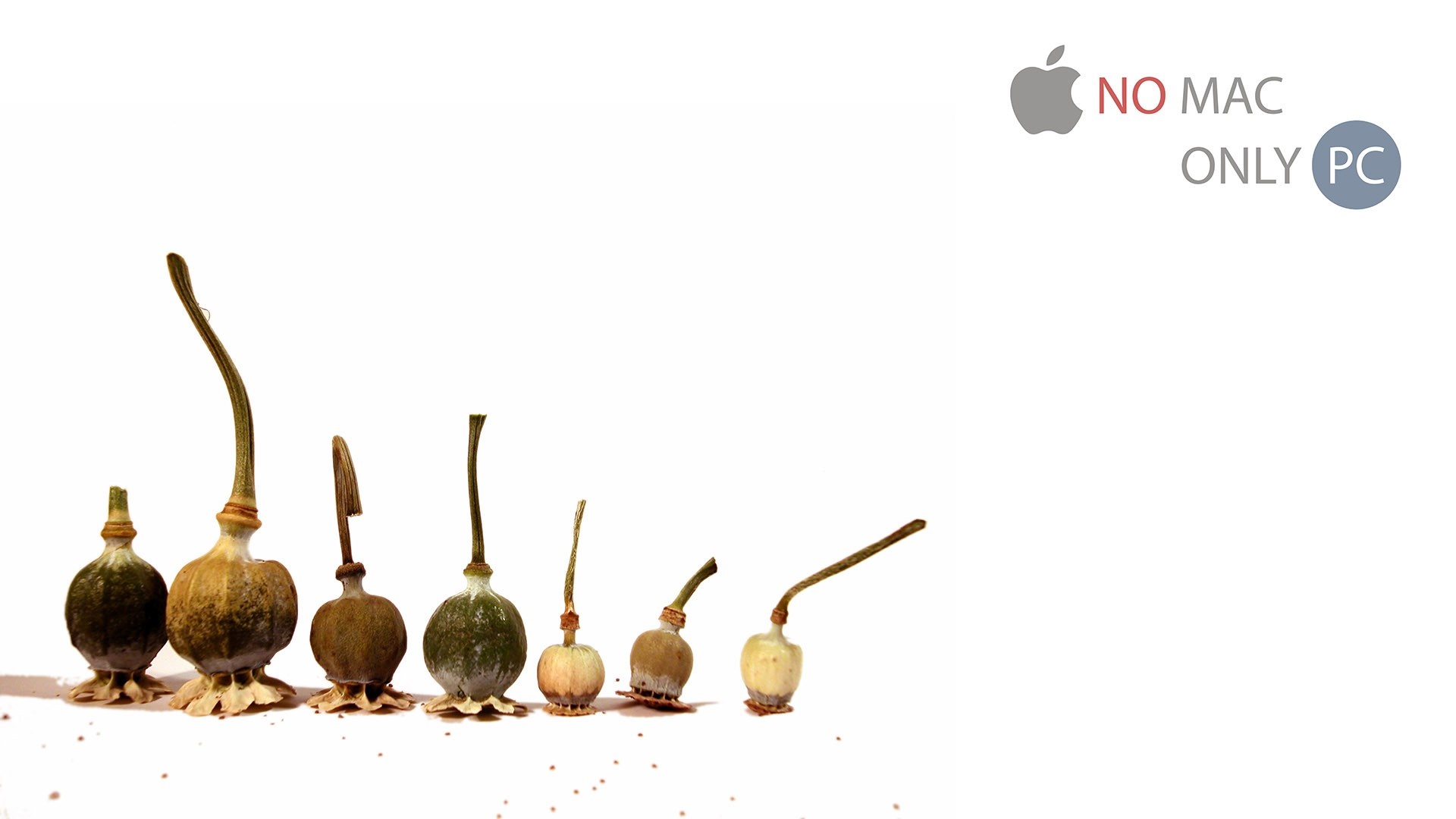 Poppy seed pods and Apple logo with text HD Wallpaper