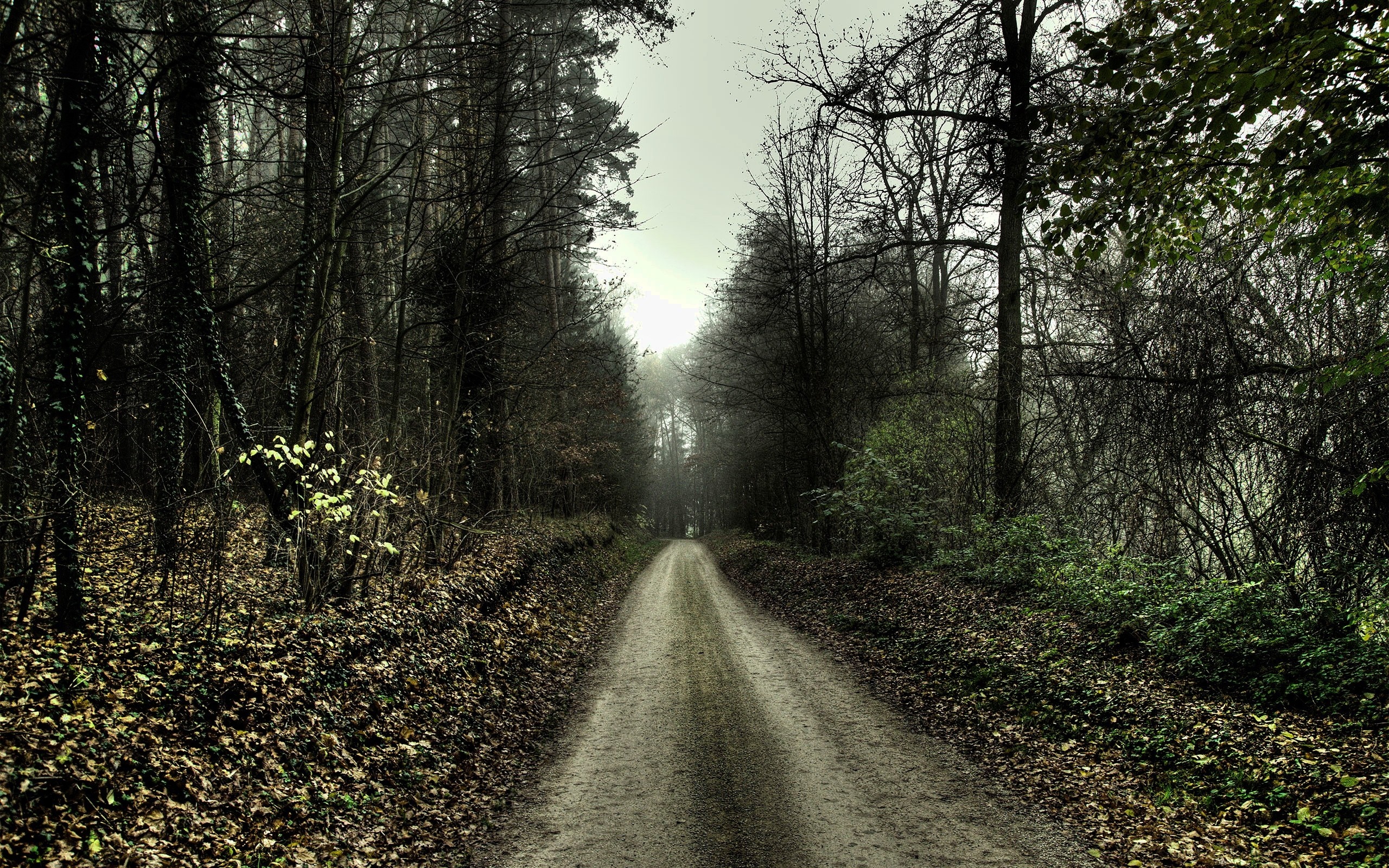 Dirt road through a misty autumn forest HD Wallpaper