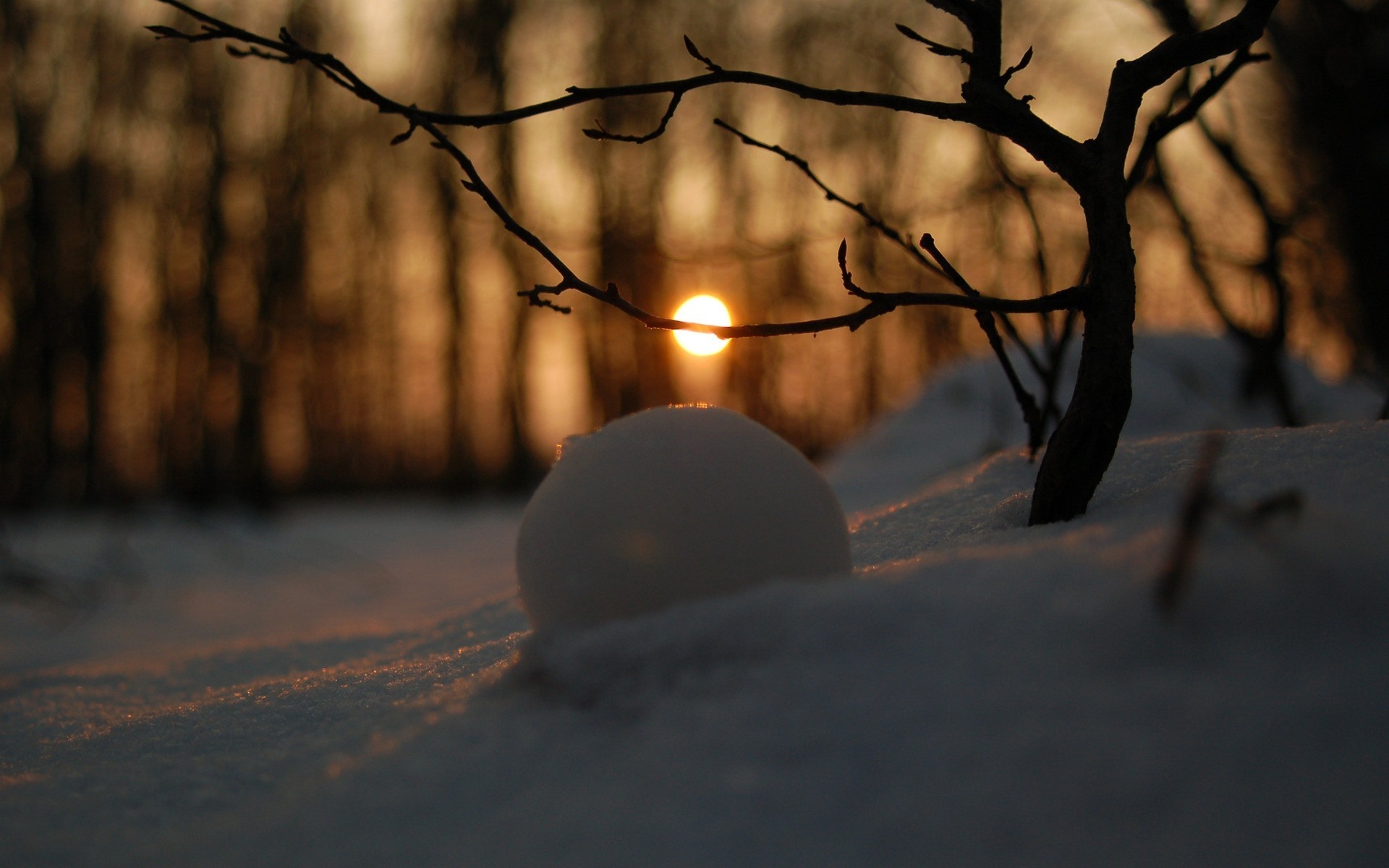 Snowball and bare tree branches at sunset HD Wallpaper
