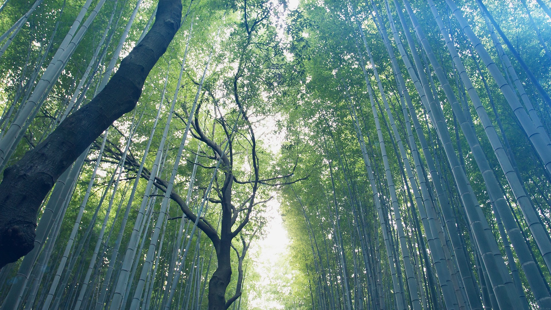 Sunlight filtering through a dense bamboo forest with a large tree HD Wallpaper