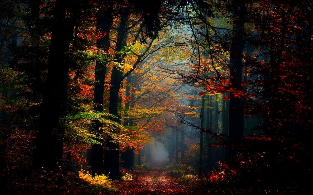 A misty forest path in autumn with colorful leaves HD Wallpaper