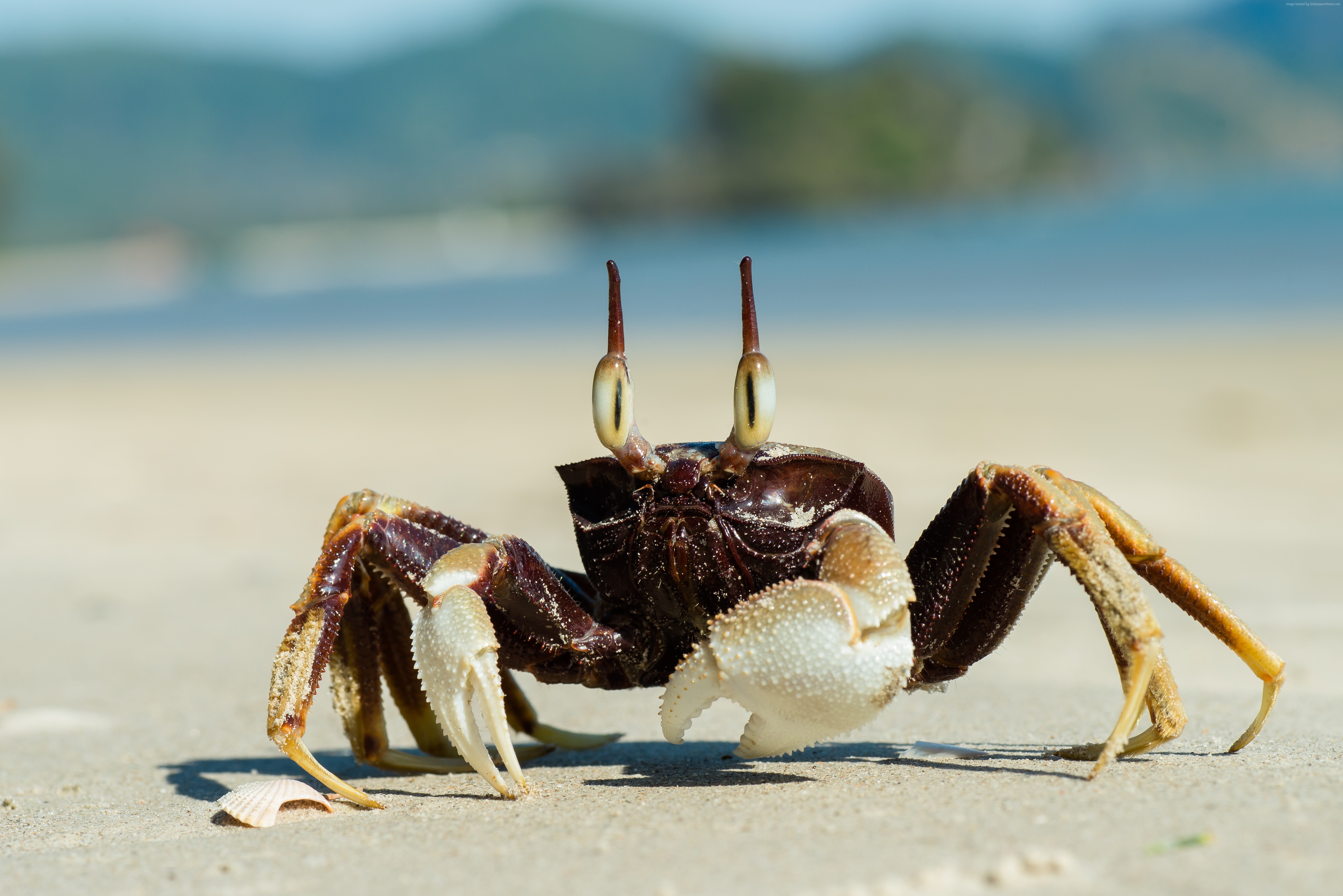 Ghost crab on a sandy beach HD Wallpaper
