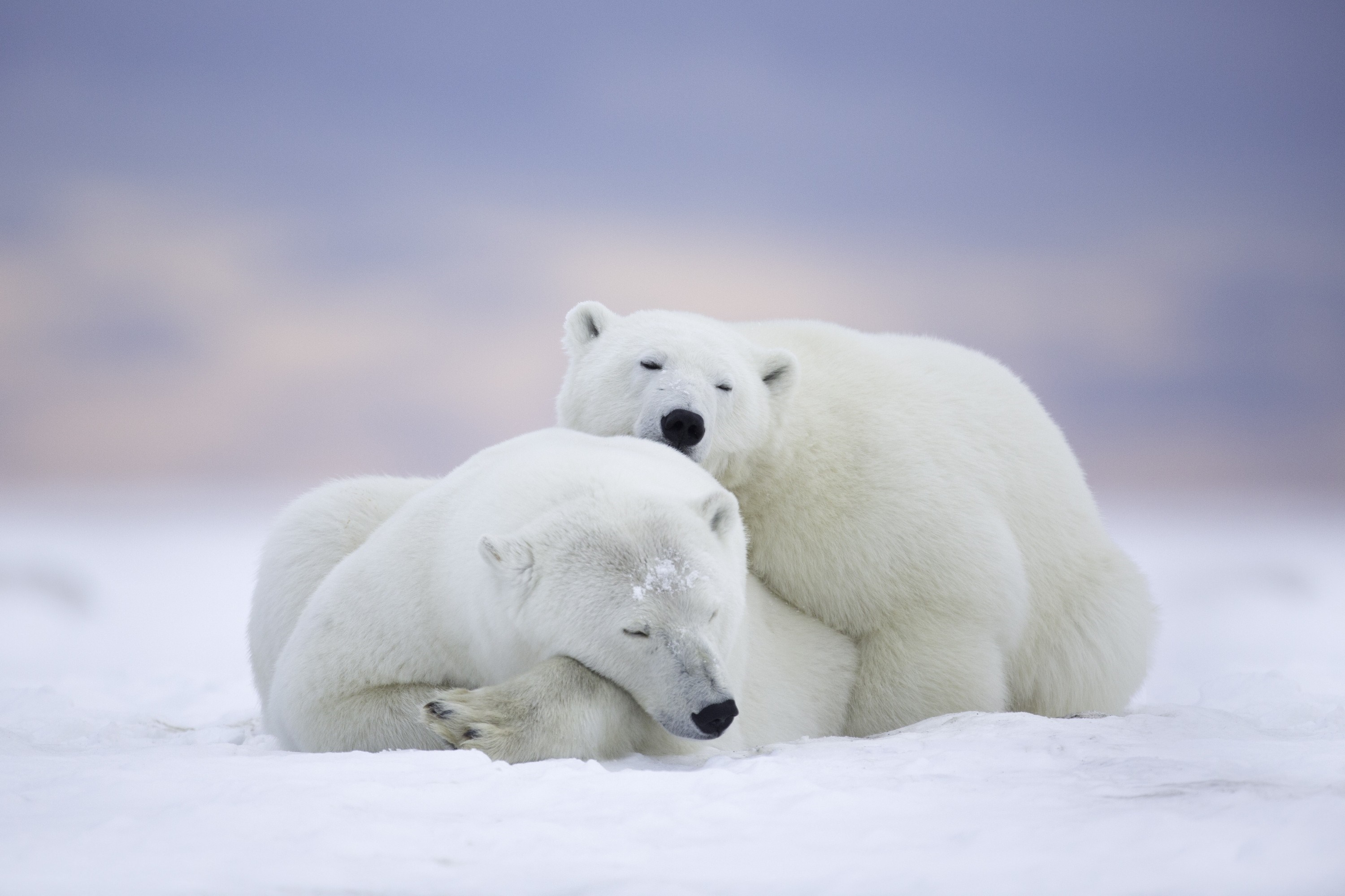Two polar bears sleeping on snow HD Wallpaper