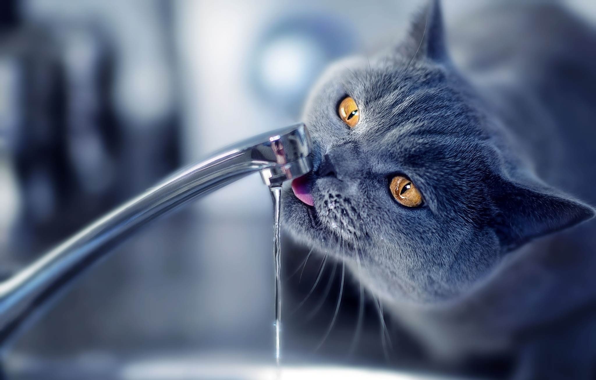 Close up of a blue cat drinking water from a faucet HD Wallpaper