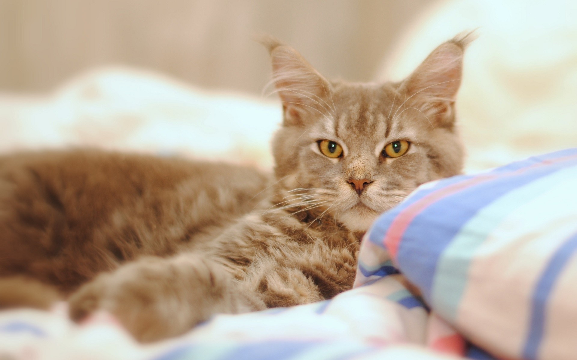 A Maine Coon cat with yellow eyes rests on a bed. HD Wallpaper
