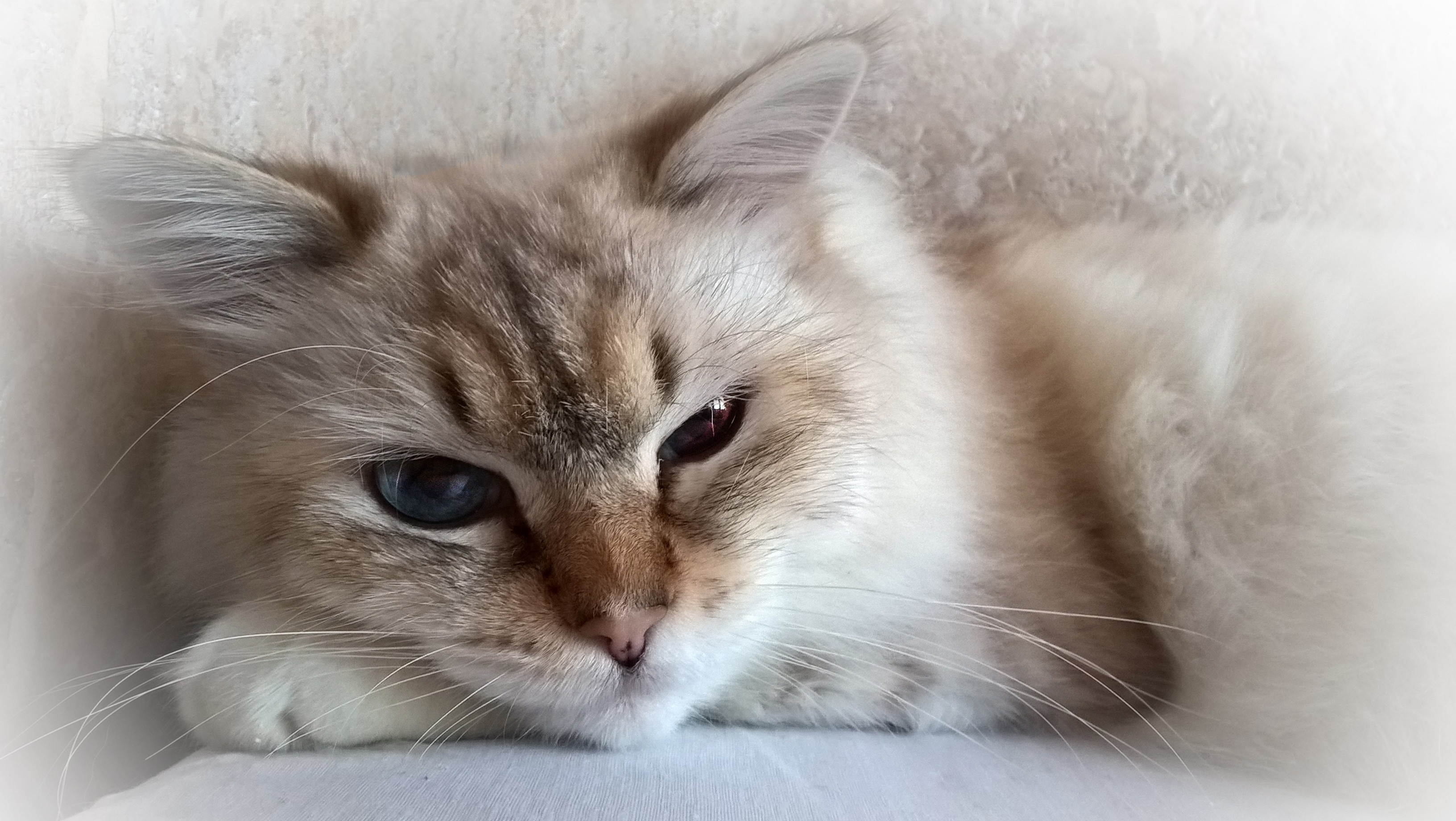 Close up of a Birman cat with heterochromia HD Wallpaper