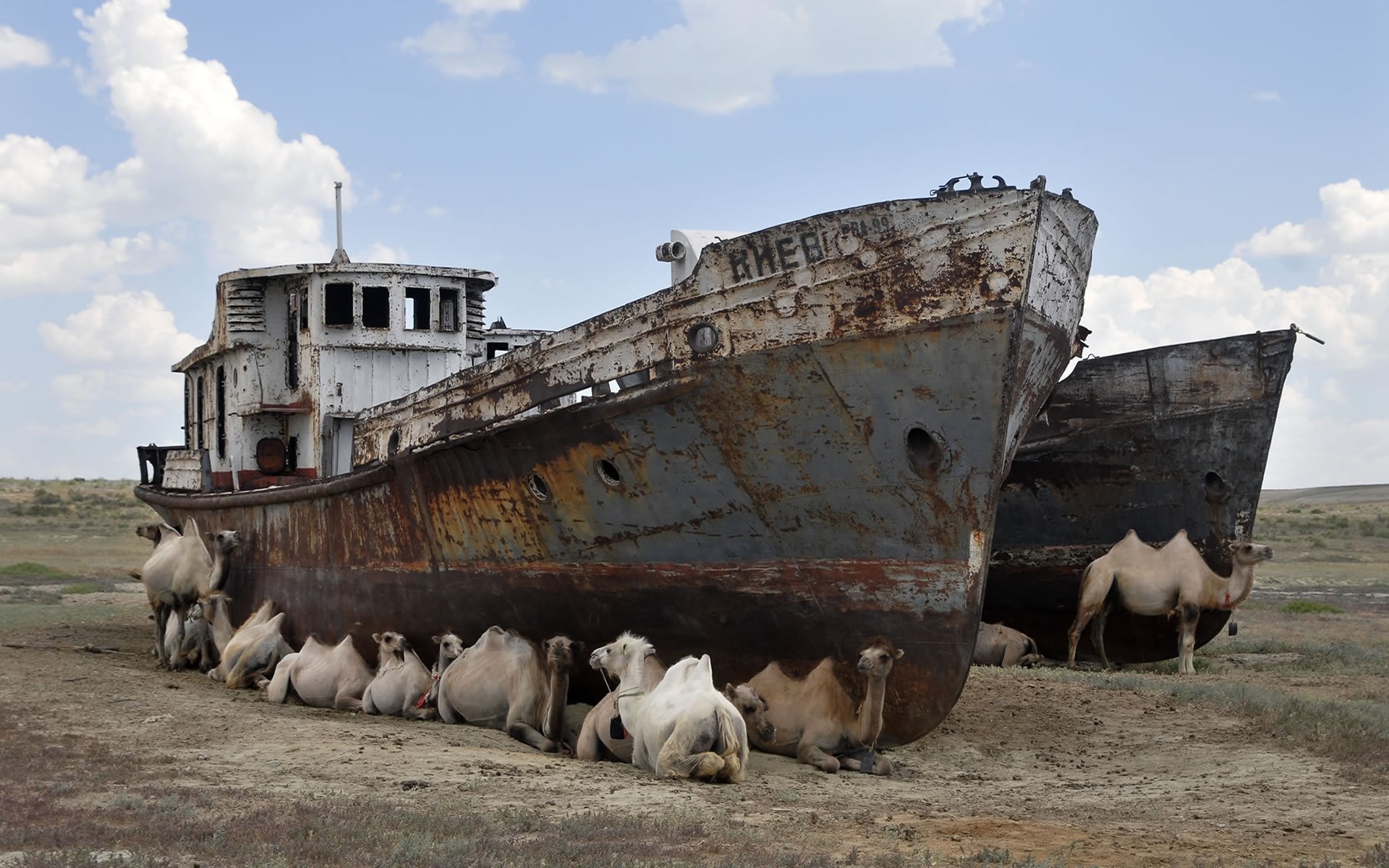 Abandoned ships with camels on a dry landscape HD Wallpaper