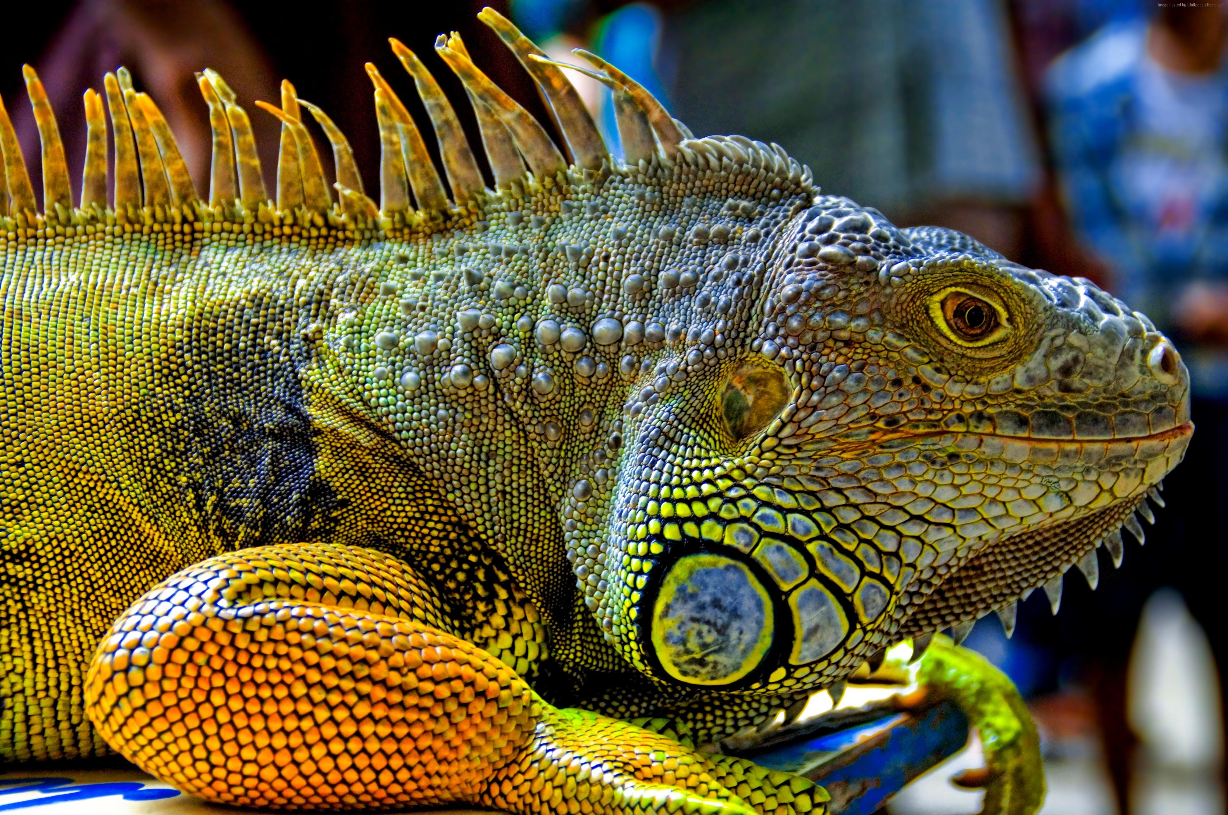 Close-up of a Green Iguana HD Wallpaper
