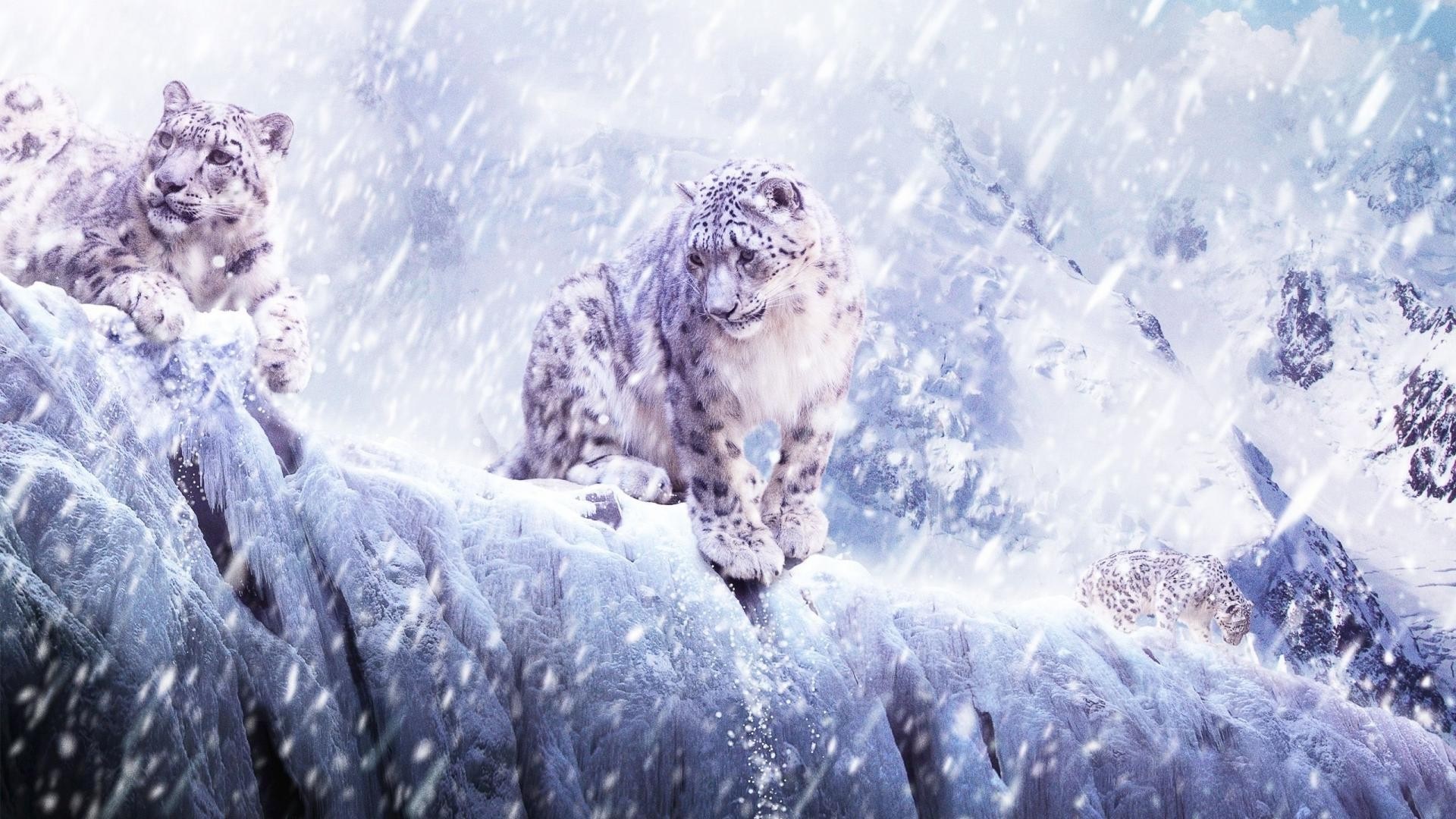 Snow leopards on a snowy mountain ridge HD Wallpaper
