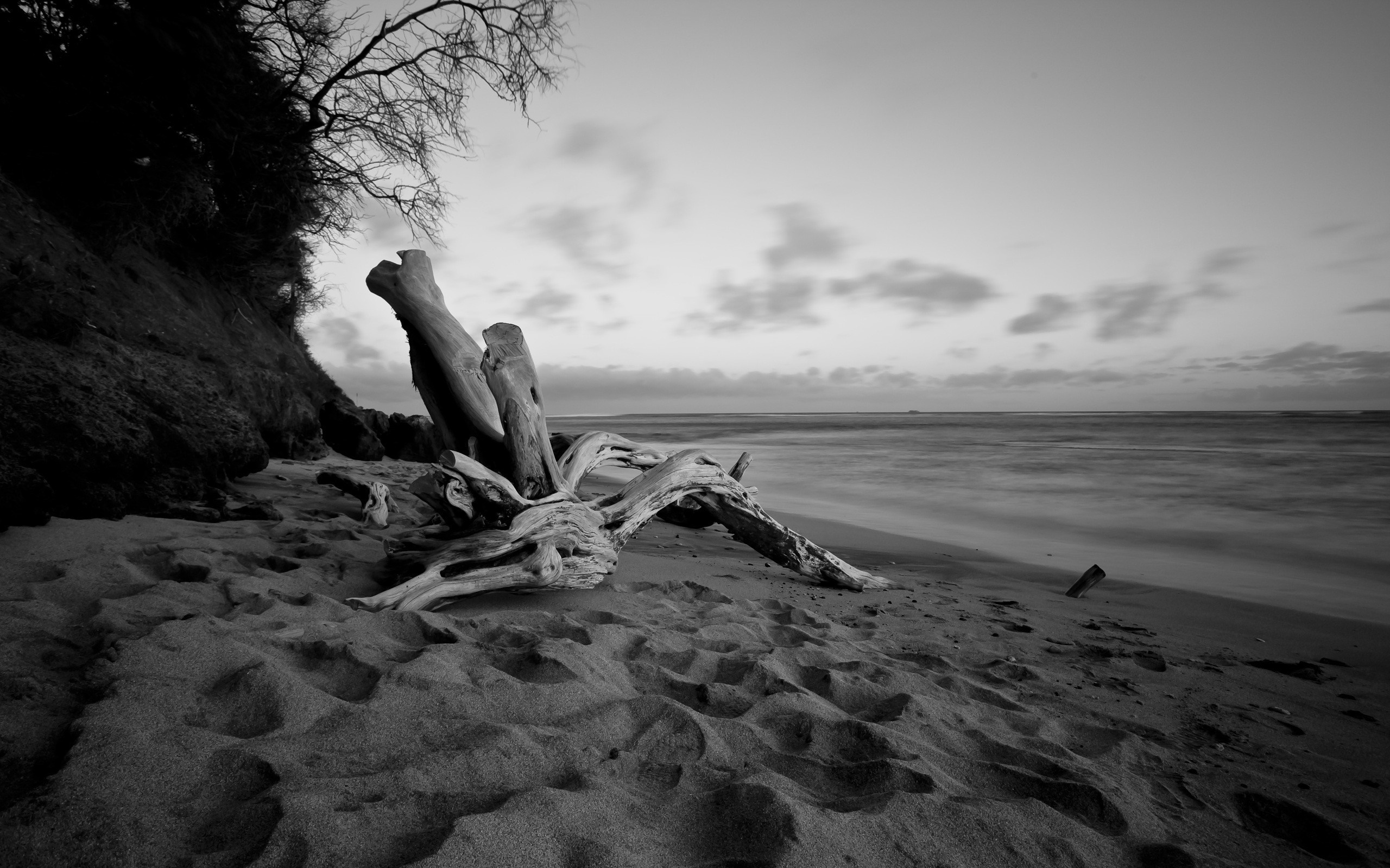 Driftwood on a sandy beach with ocean and clouds HD Wallpaper