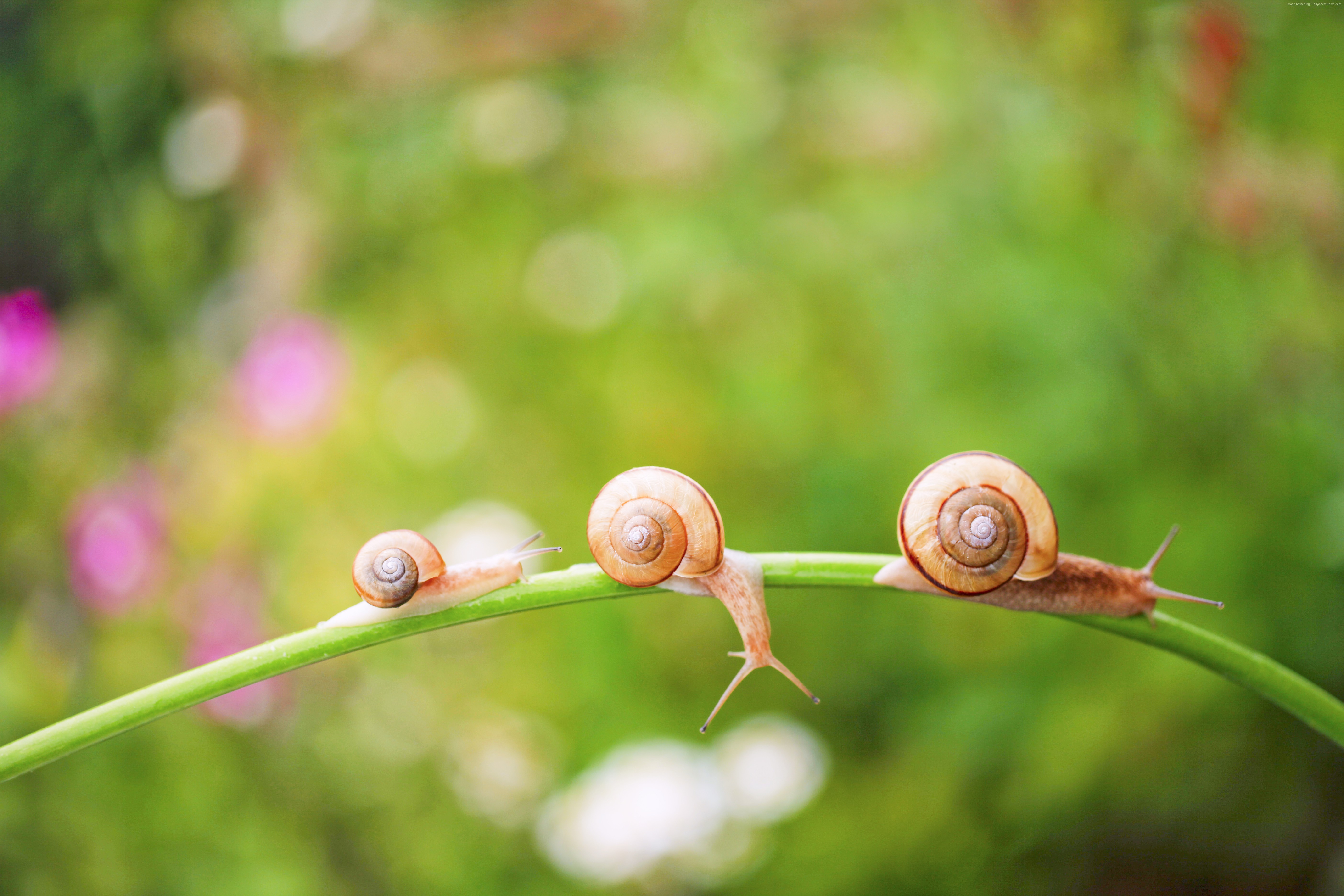 Three snails on a green stem in sunshine HD Wallpaper