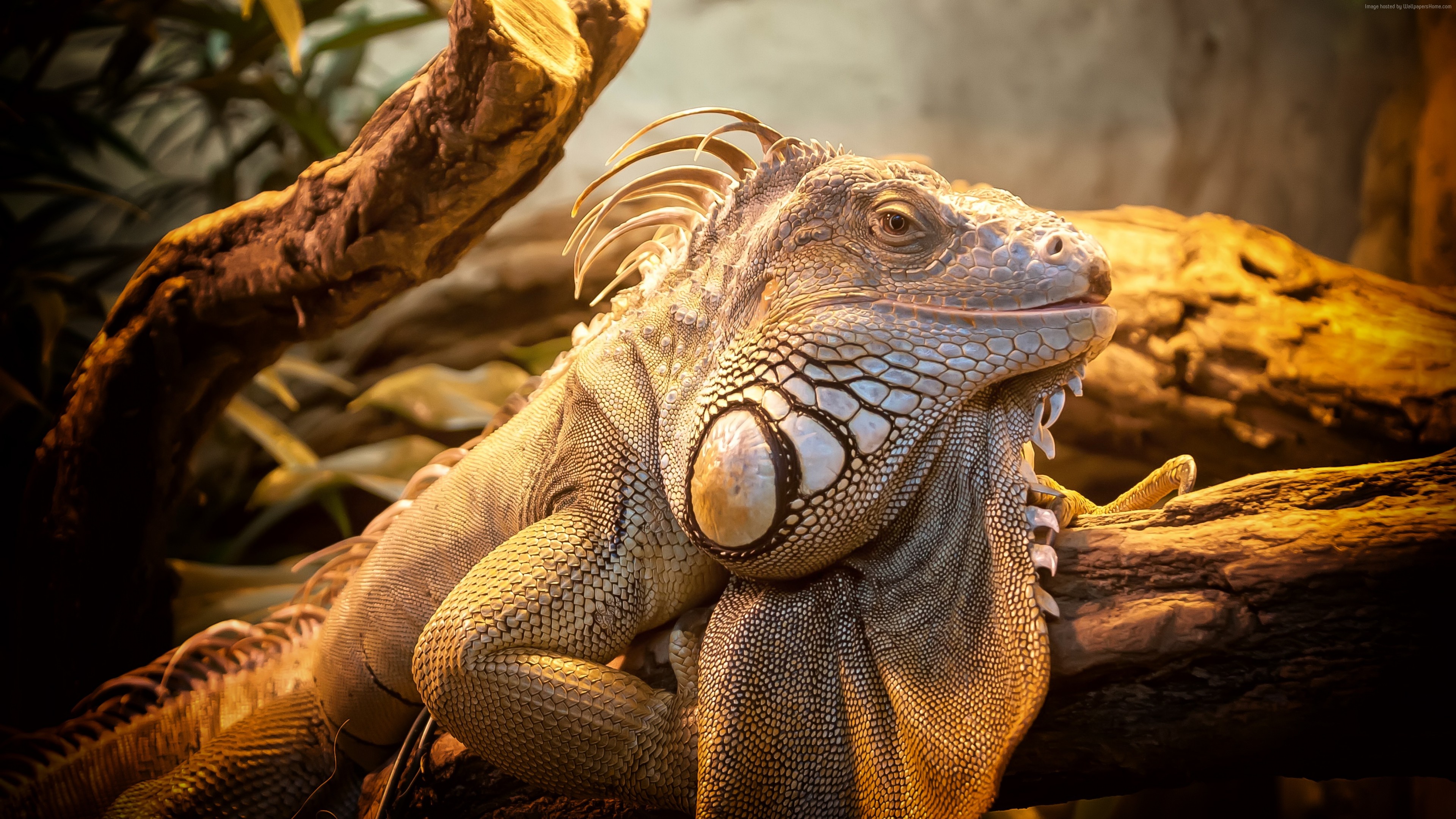 Grey Iguana reptile on a branch HD Wallpaper