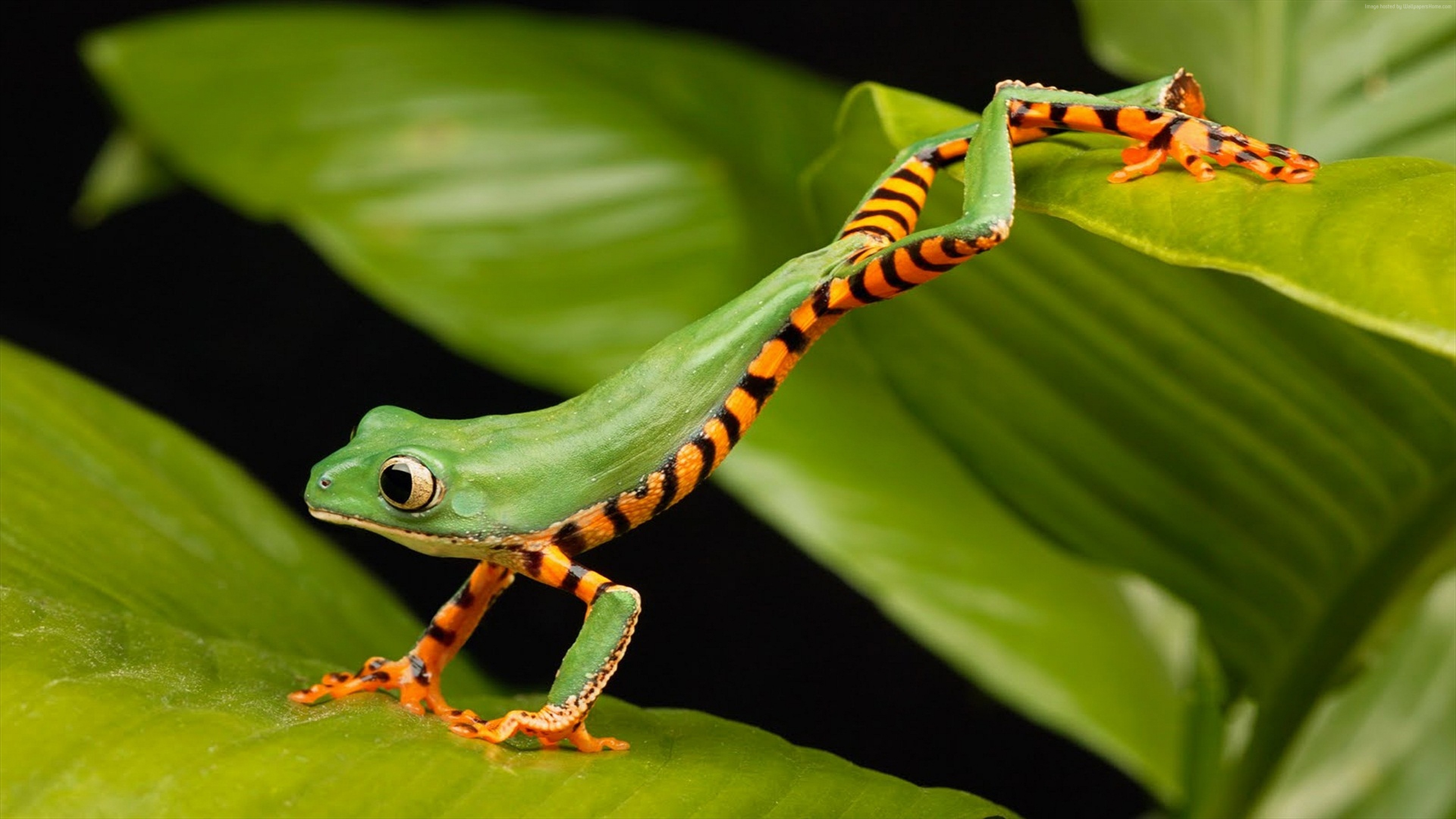 Green frog with orange and black stripes on leaves HD Wallpaper