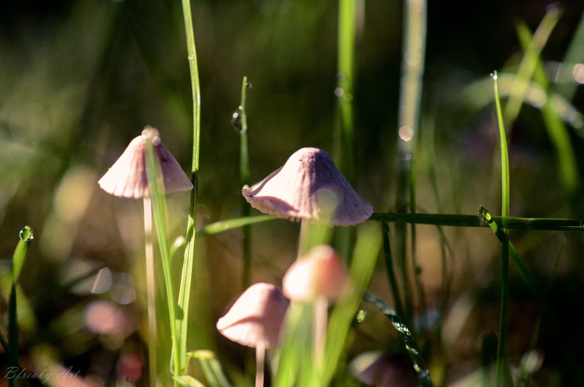 Mushrooms and grass with dew drops in sunlight HD Wallpaper