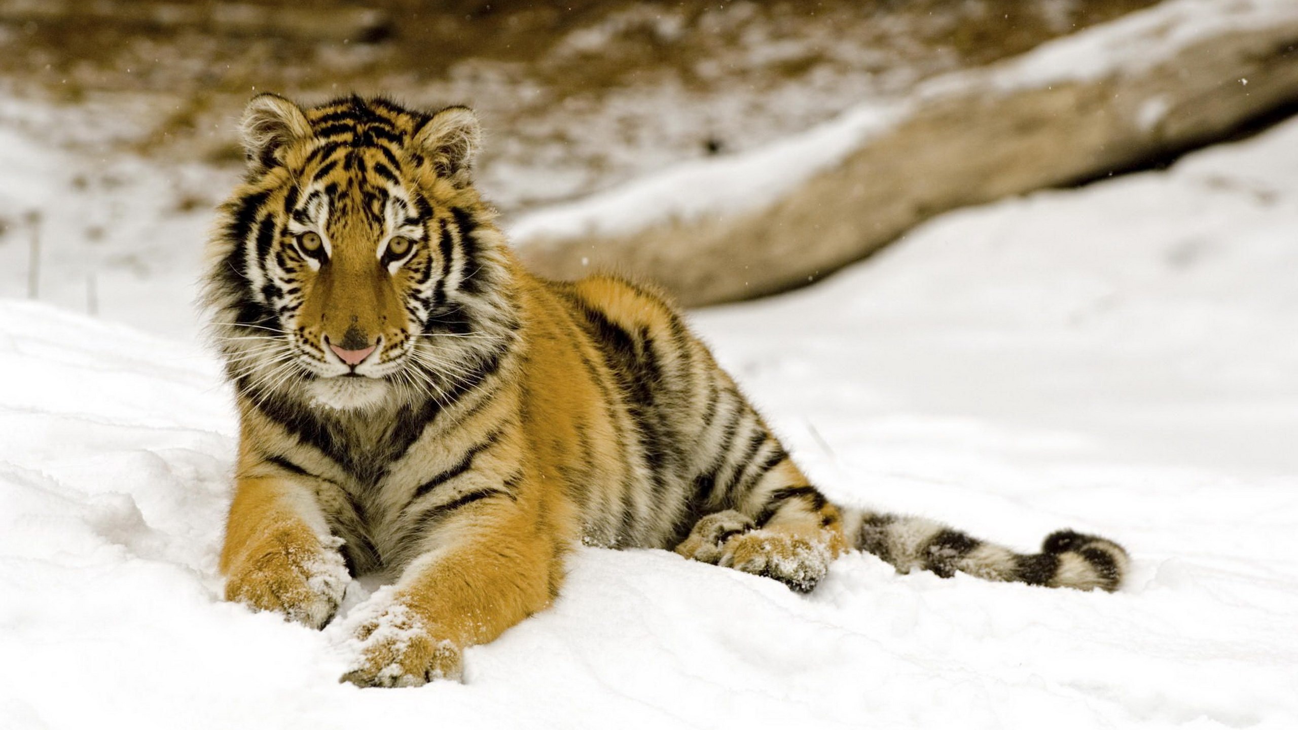 Tiger lying in the snow HD Wallpaper