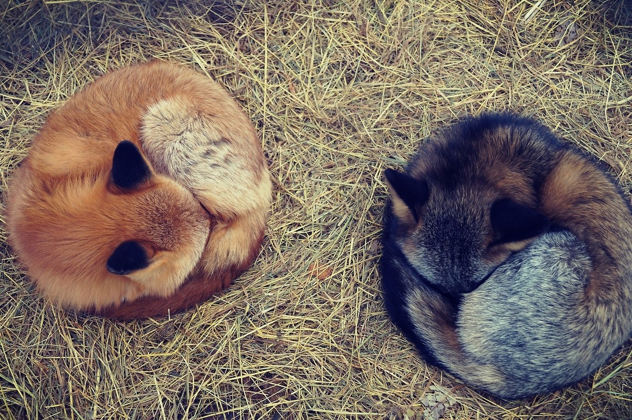 Two foxes curled up sleeping on hay HD Wallpaper