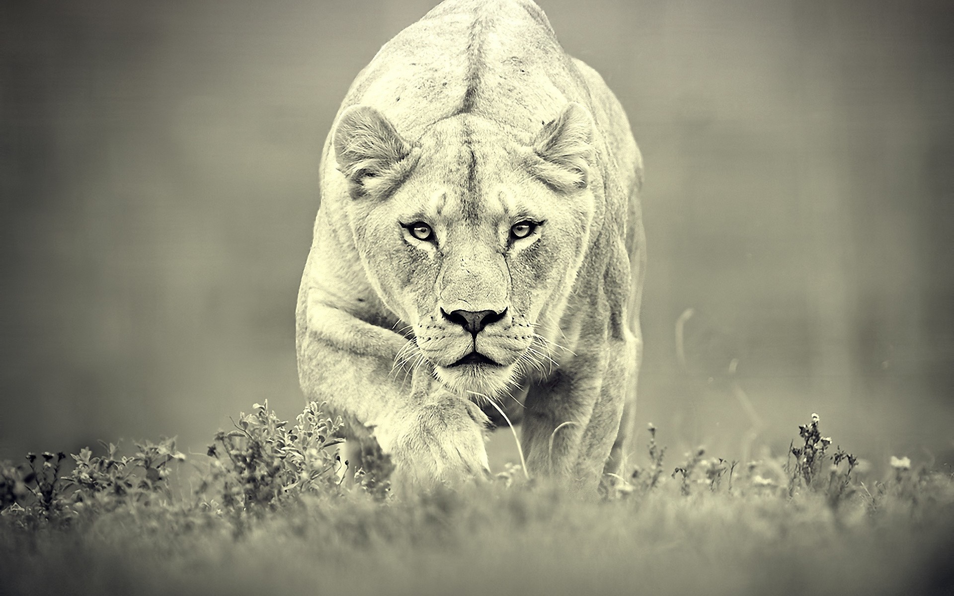 Close up of a lioness walking through grass HD Wallpaper