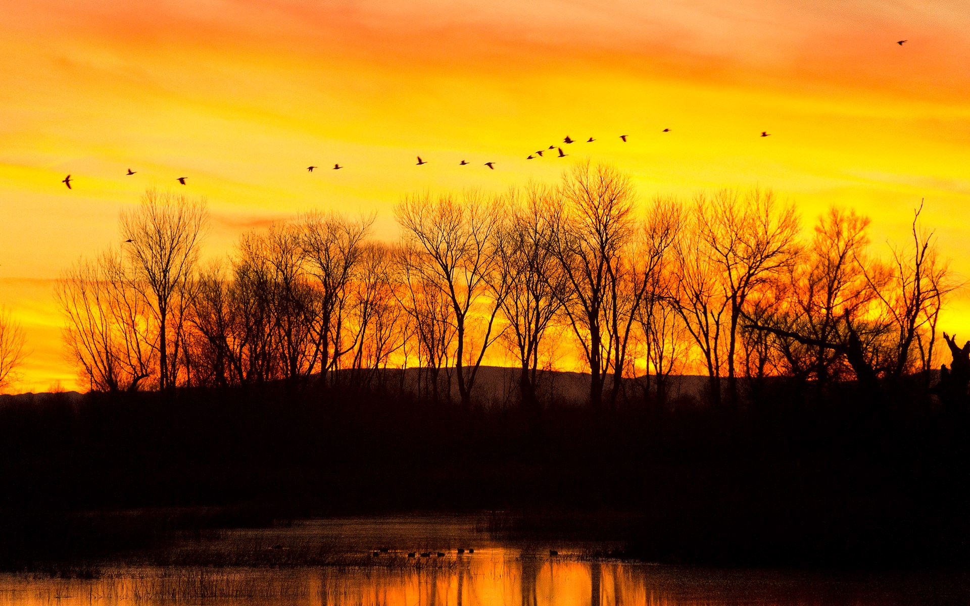 Flock of birds flying over trees at sunset HD Wallpaper