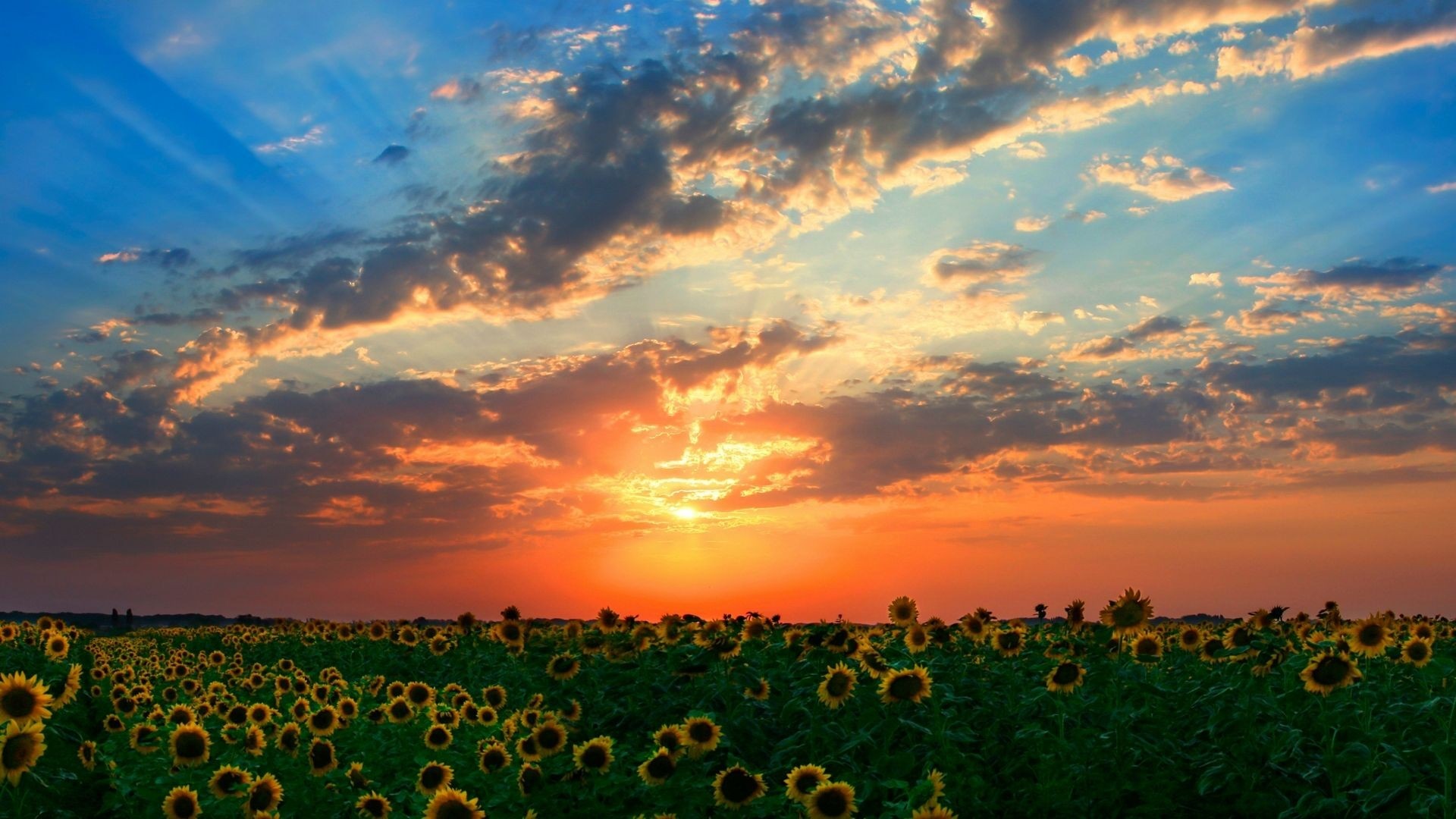 Field of sunflowers at sunset with dramatic clouds HD Wallpaper