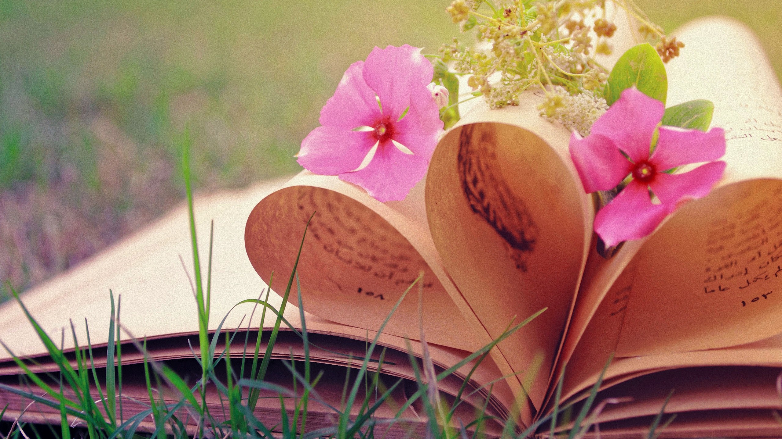 Pink flowers on an open book in grass HD Wallpaper
