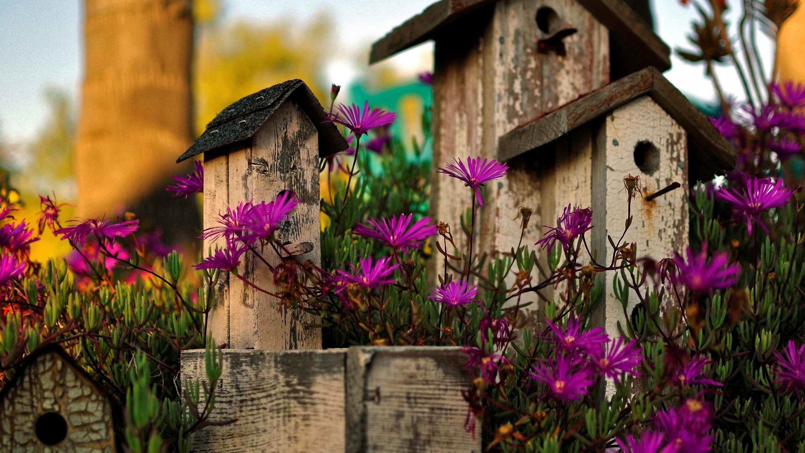 Birdhouses surrounded by purple flowers HD Wallpaper