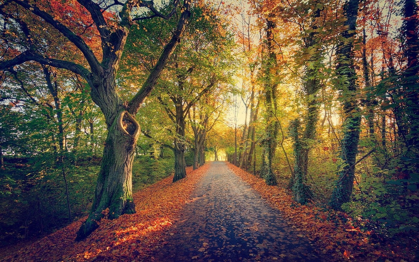 Autumn path through a forest with sunlight HD Wallpaper