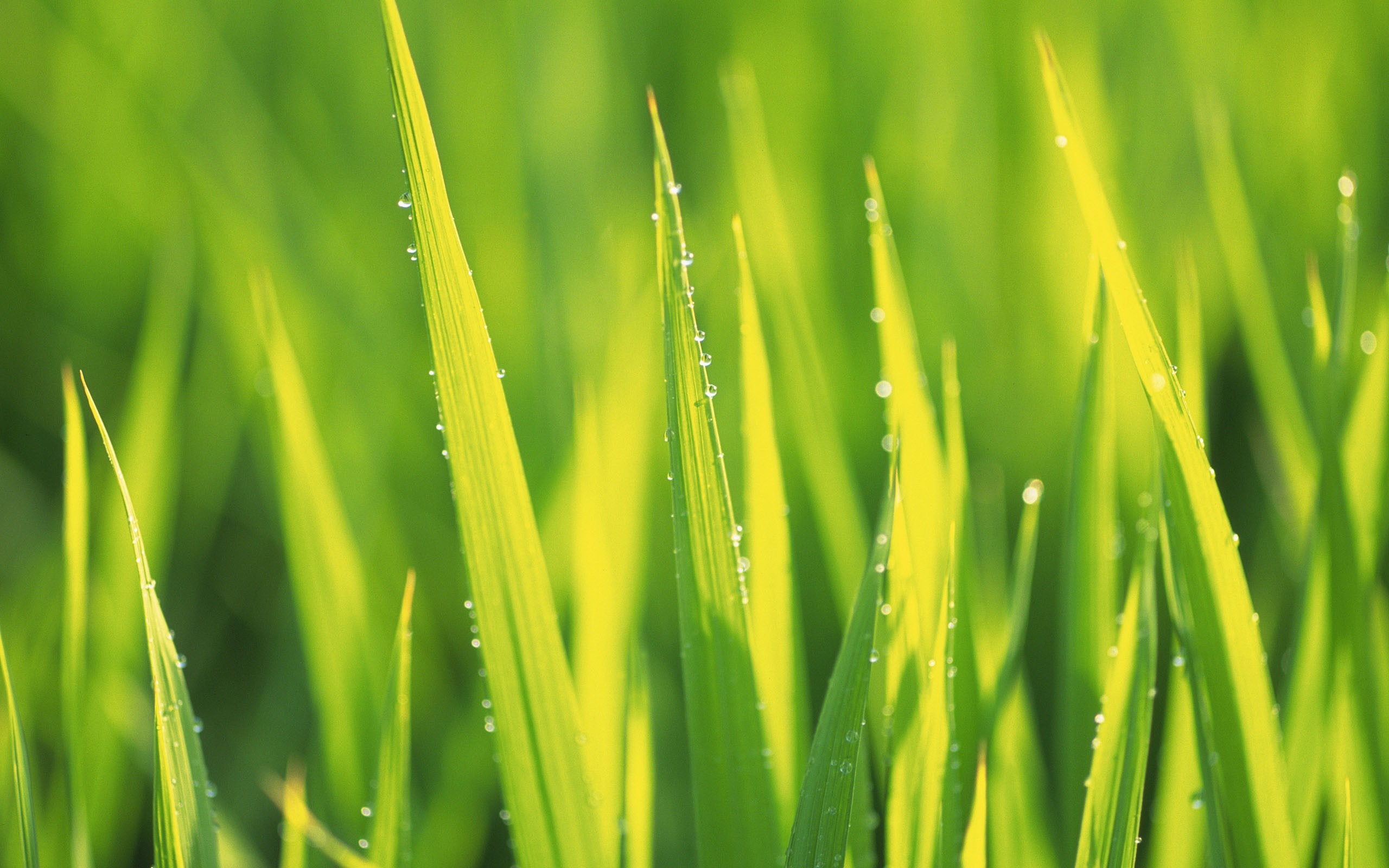 Close-up of green grass with dew drops in sunlight HD Wallpaper