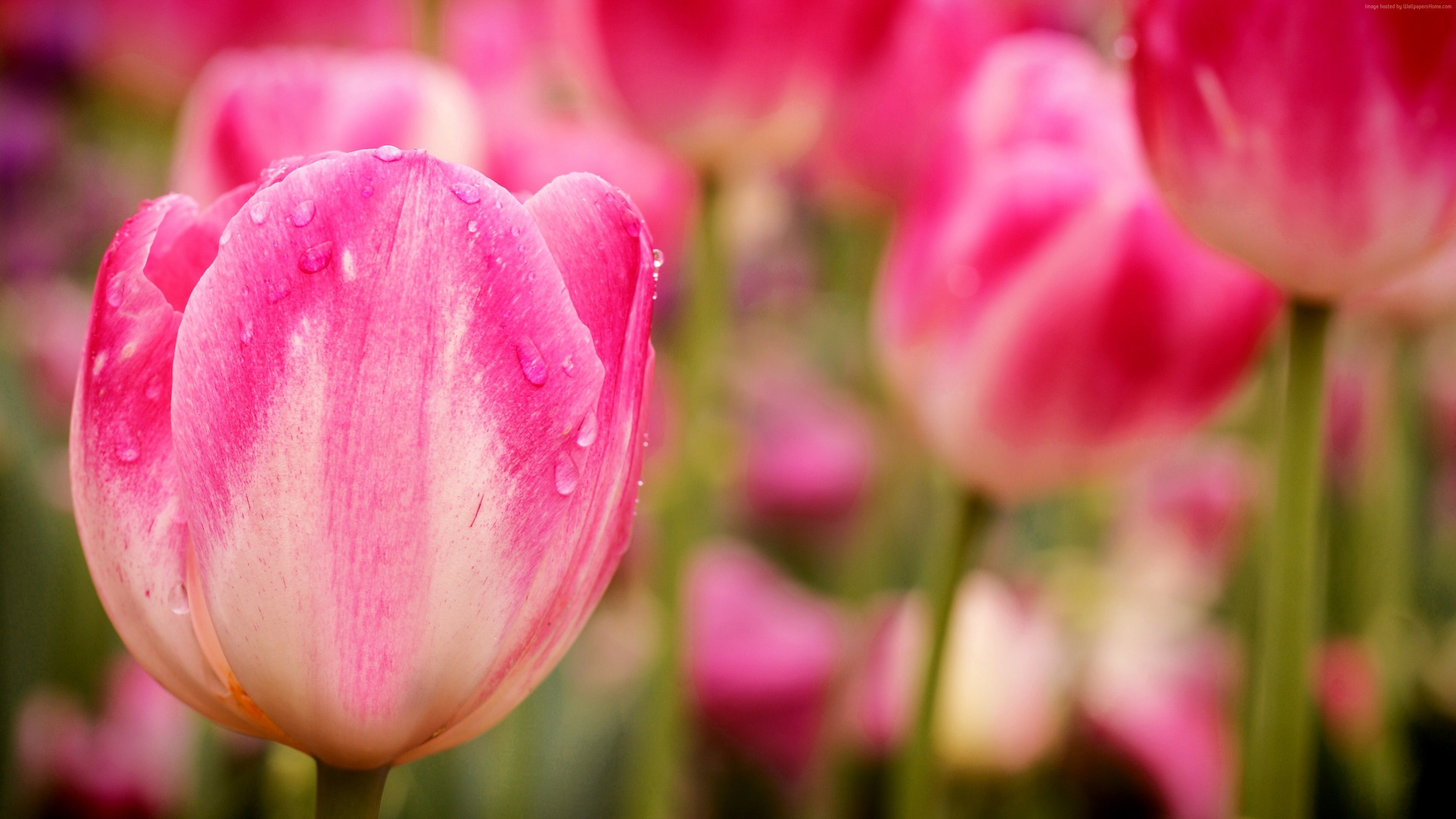 Pink Tulips with Water Droplets Macro 4K HD Wallpaper