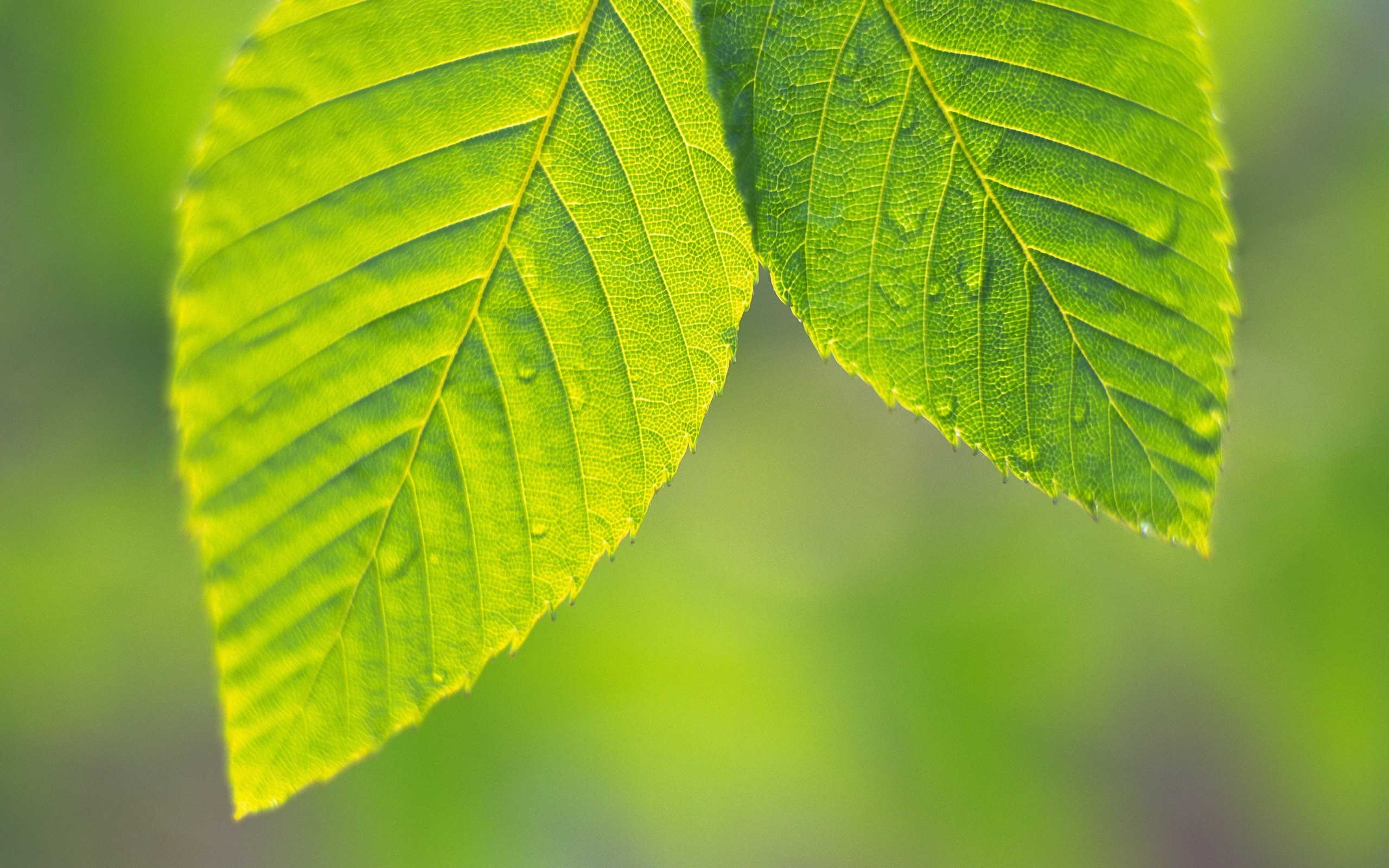 Close up of two green leaves with water droplets HD Wallpaper