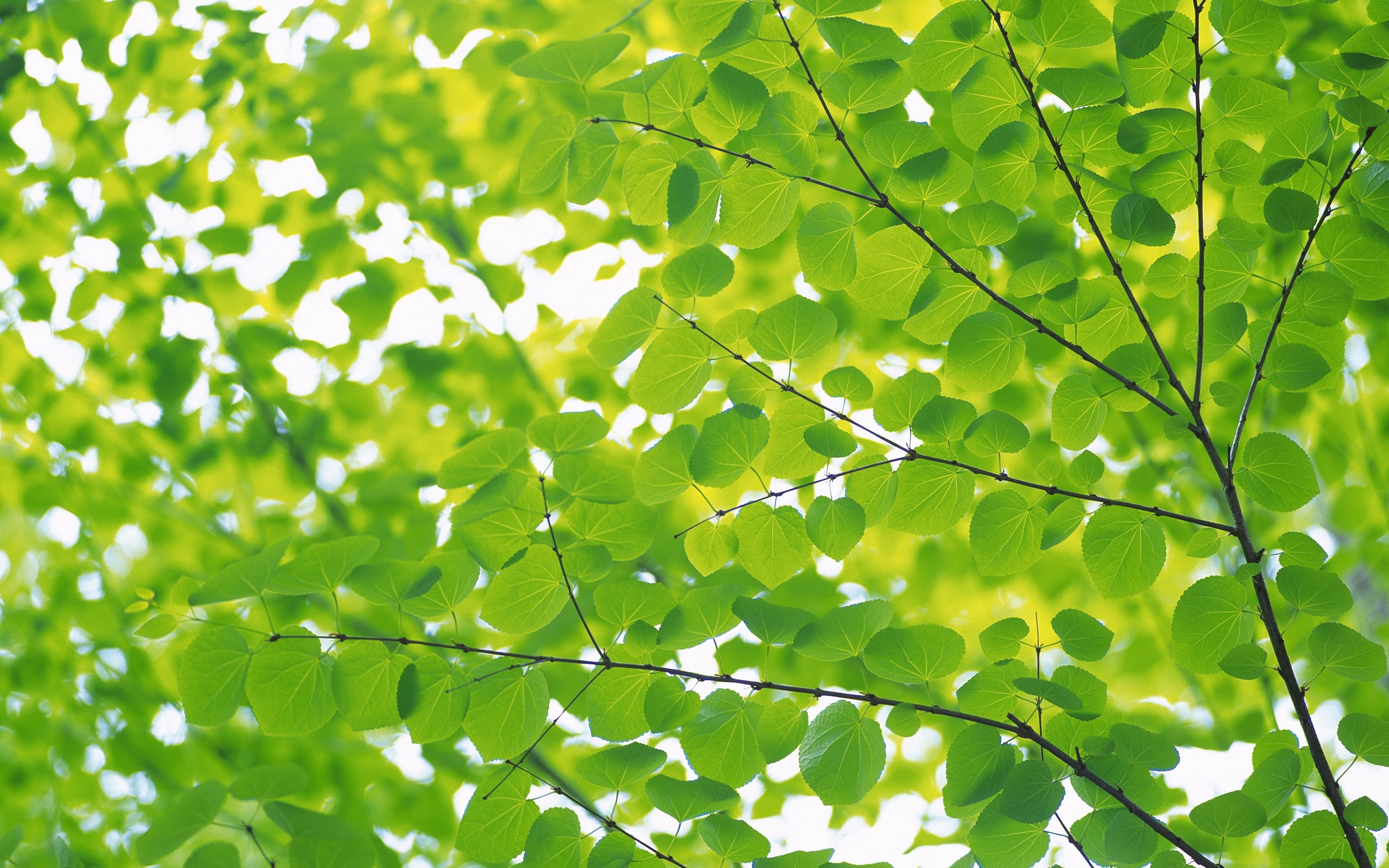 Green leaves and branches with sunlight filtering through HD Wallpaper