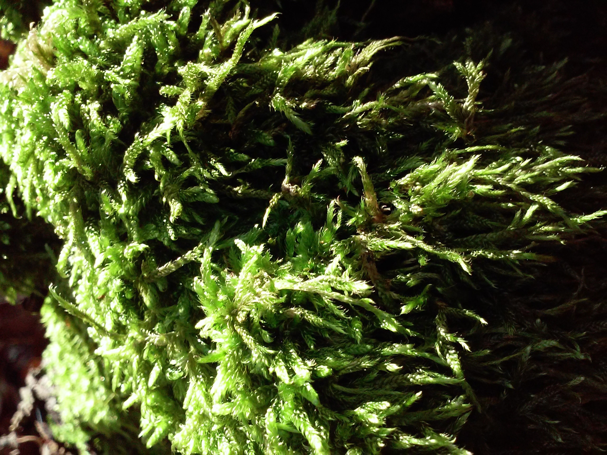 Close-up of green moss on a tree branch HD Wallpaper