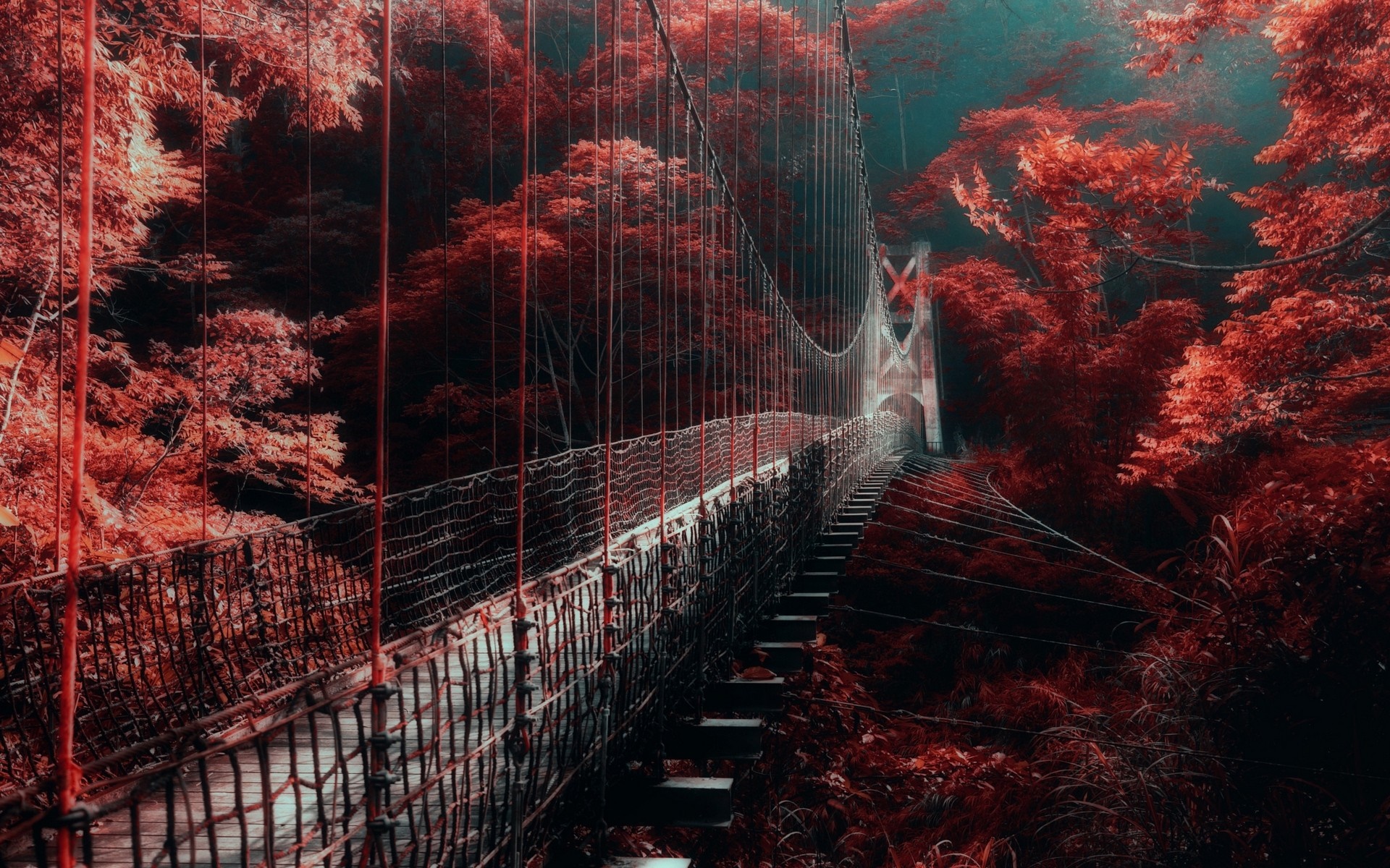 Suspension bridge in a red forest HD Wallpaper